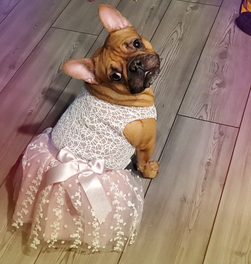 Female frenchie image 1