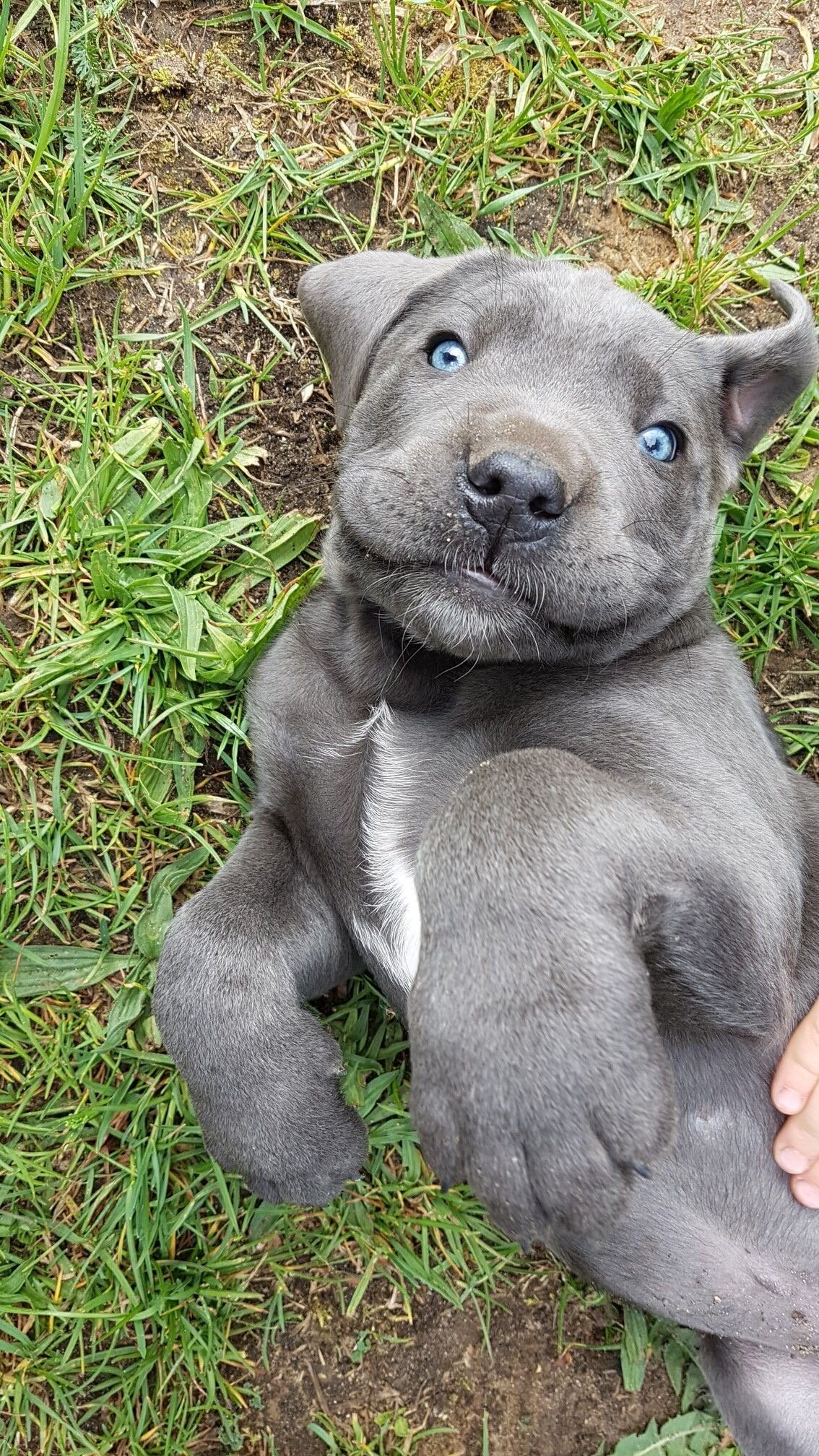 Healthy cane corso puppies image 1