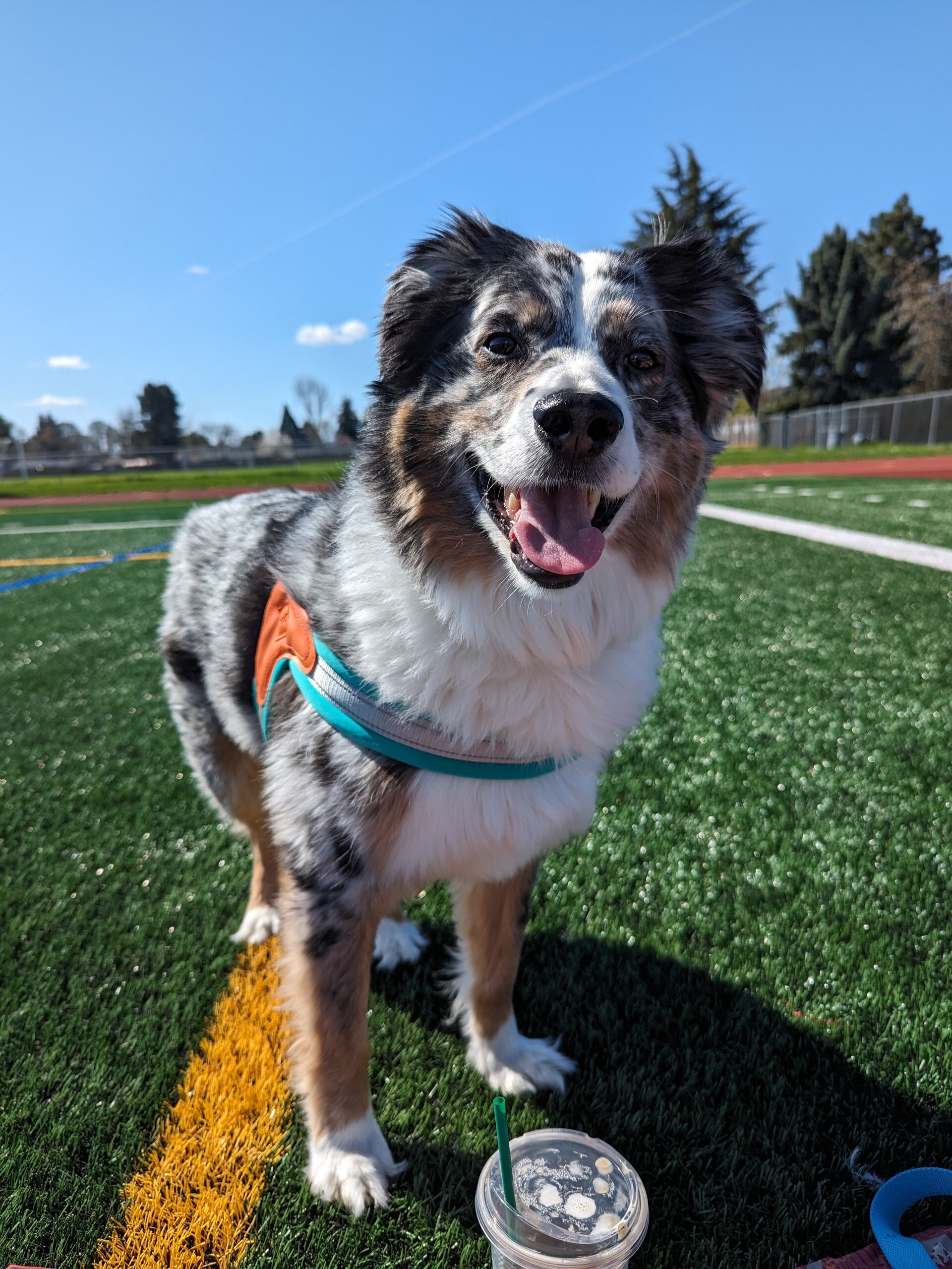 Australian Shepherd image 1