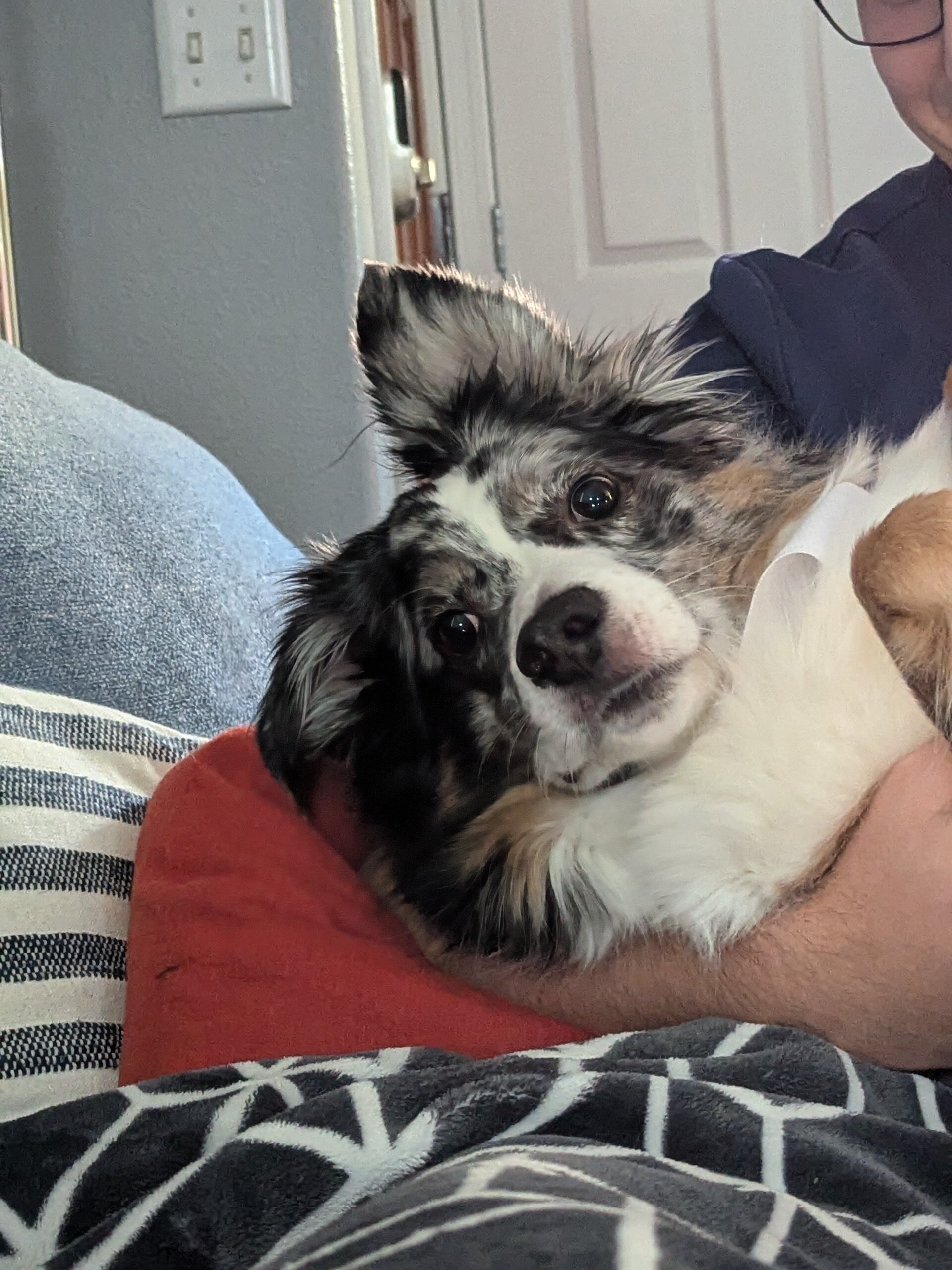 Australian Shepherd image 2