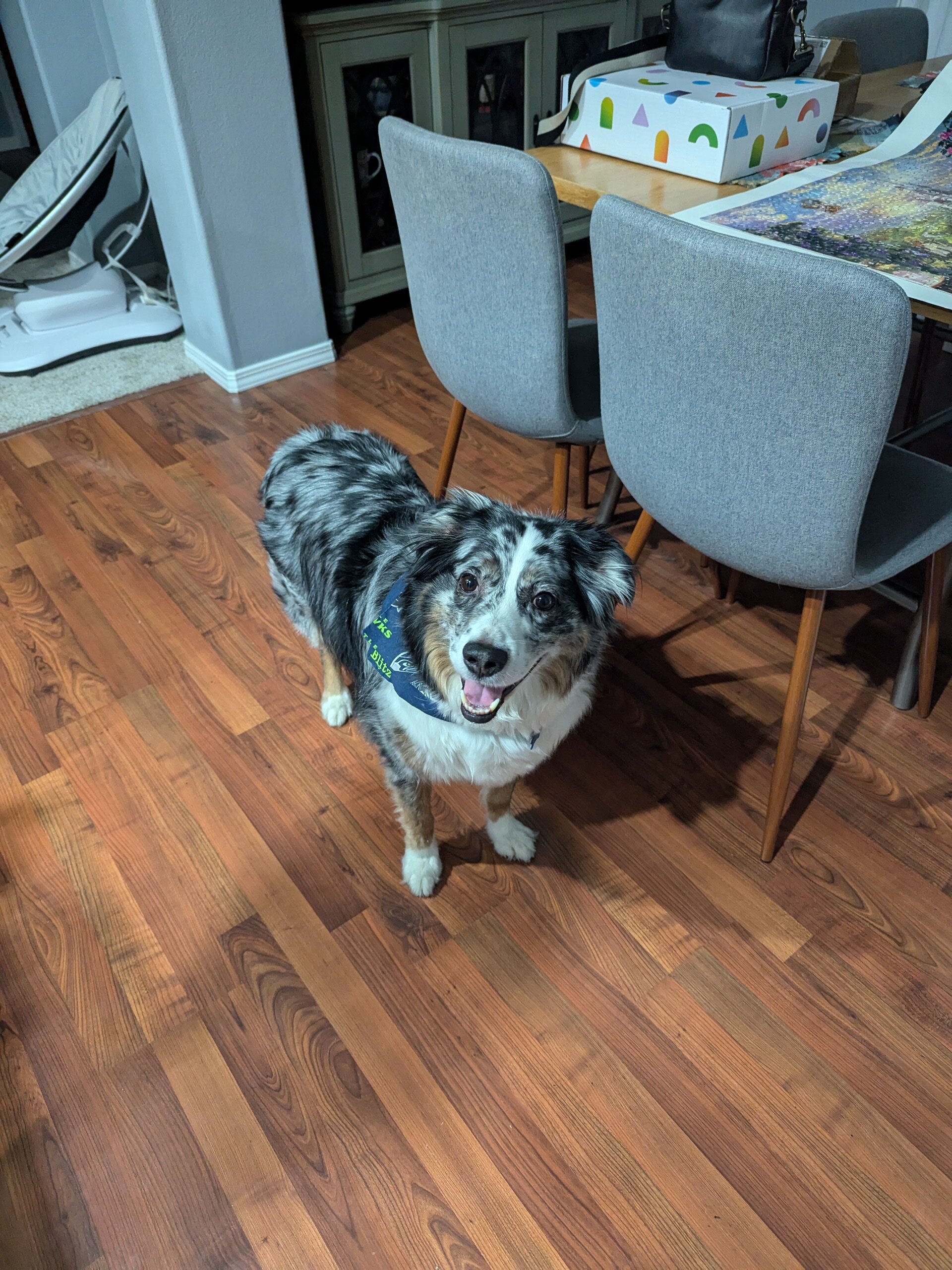 Australian Shepherd image 3