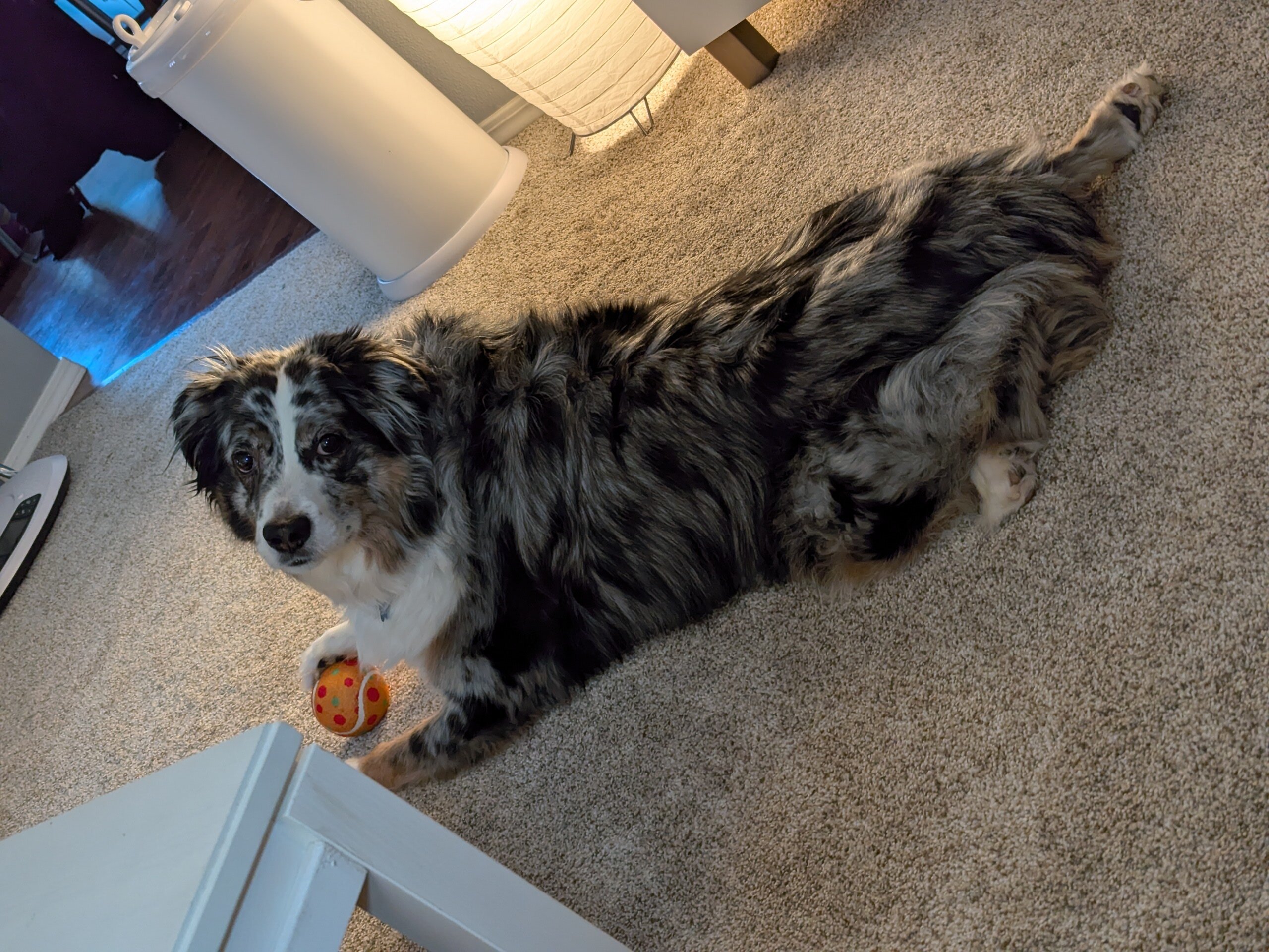 Australian Shepherd image 4
