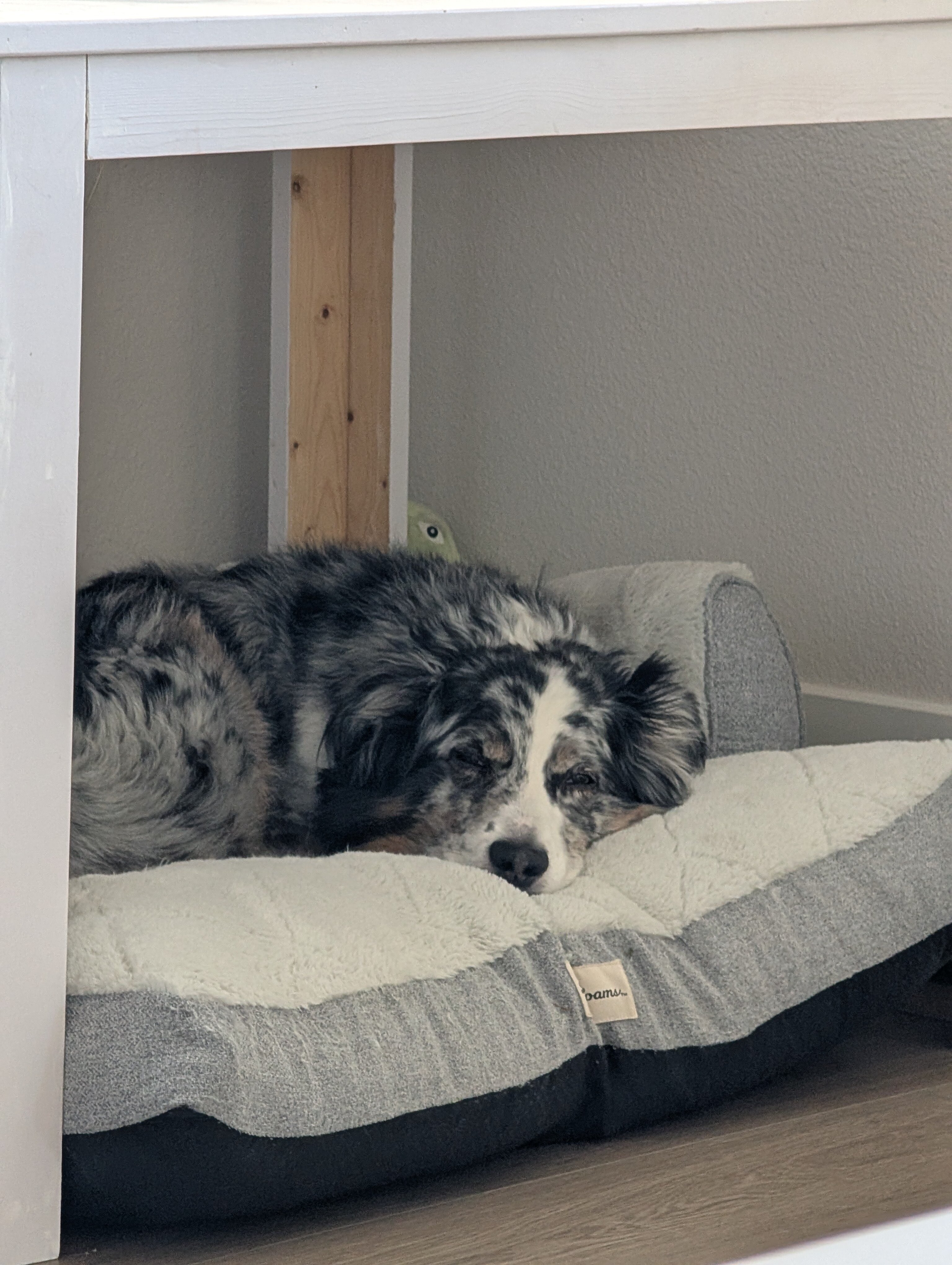 Australian Shepherd image 5