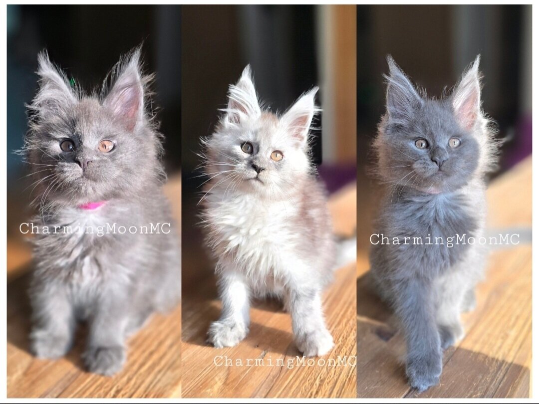 Maine Coon image 1