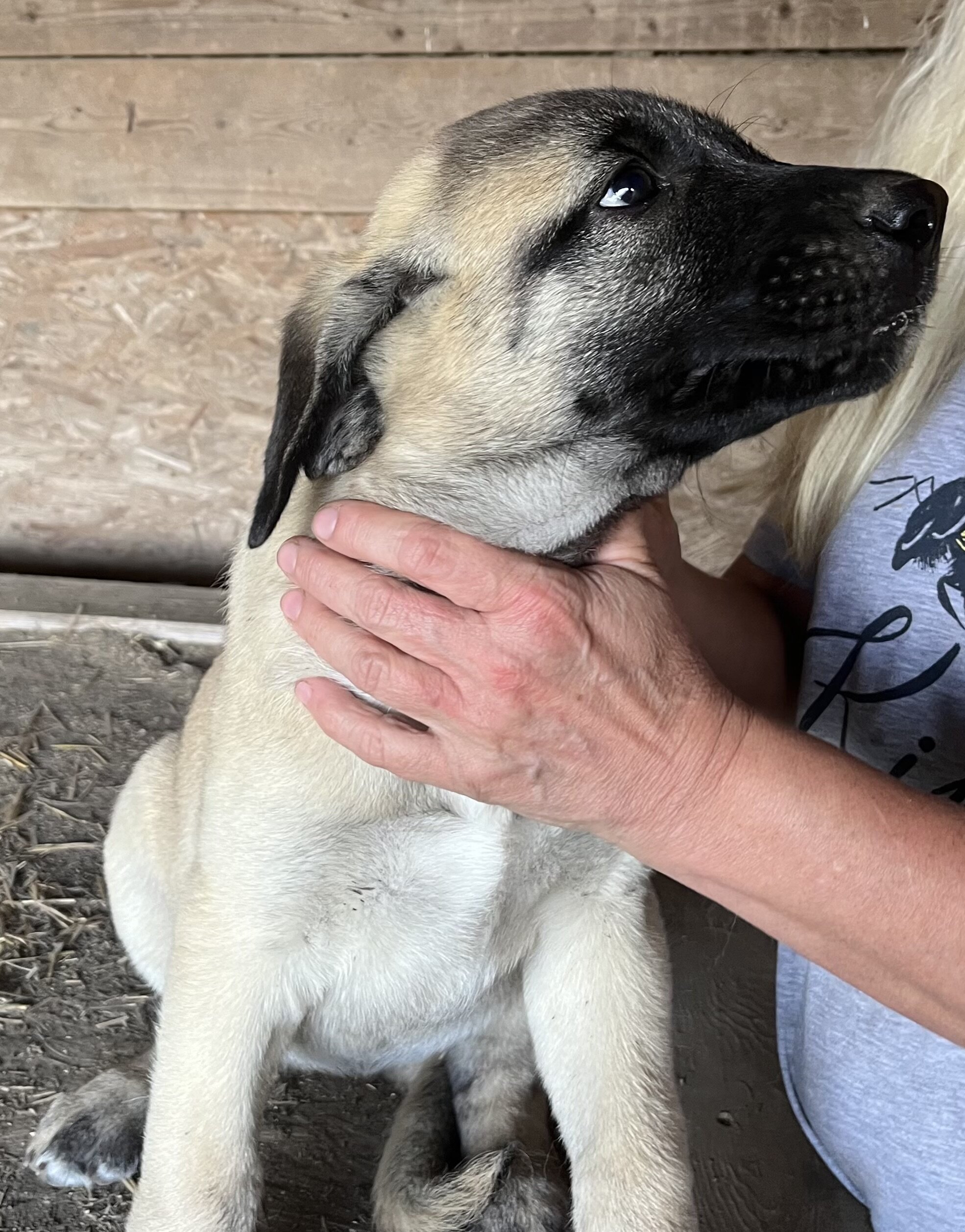 Anatolian puppies image 1