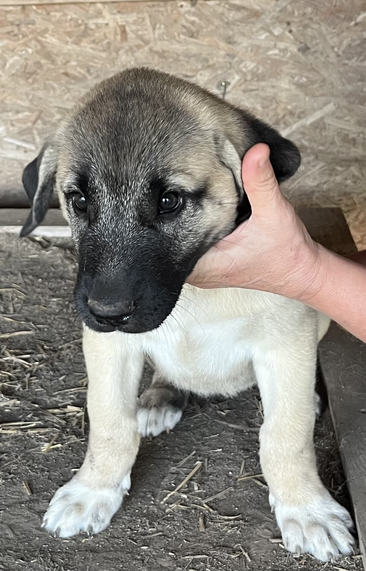 Anatolian puppies image 2