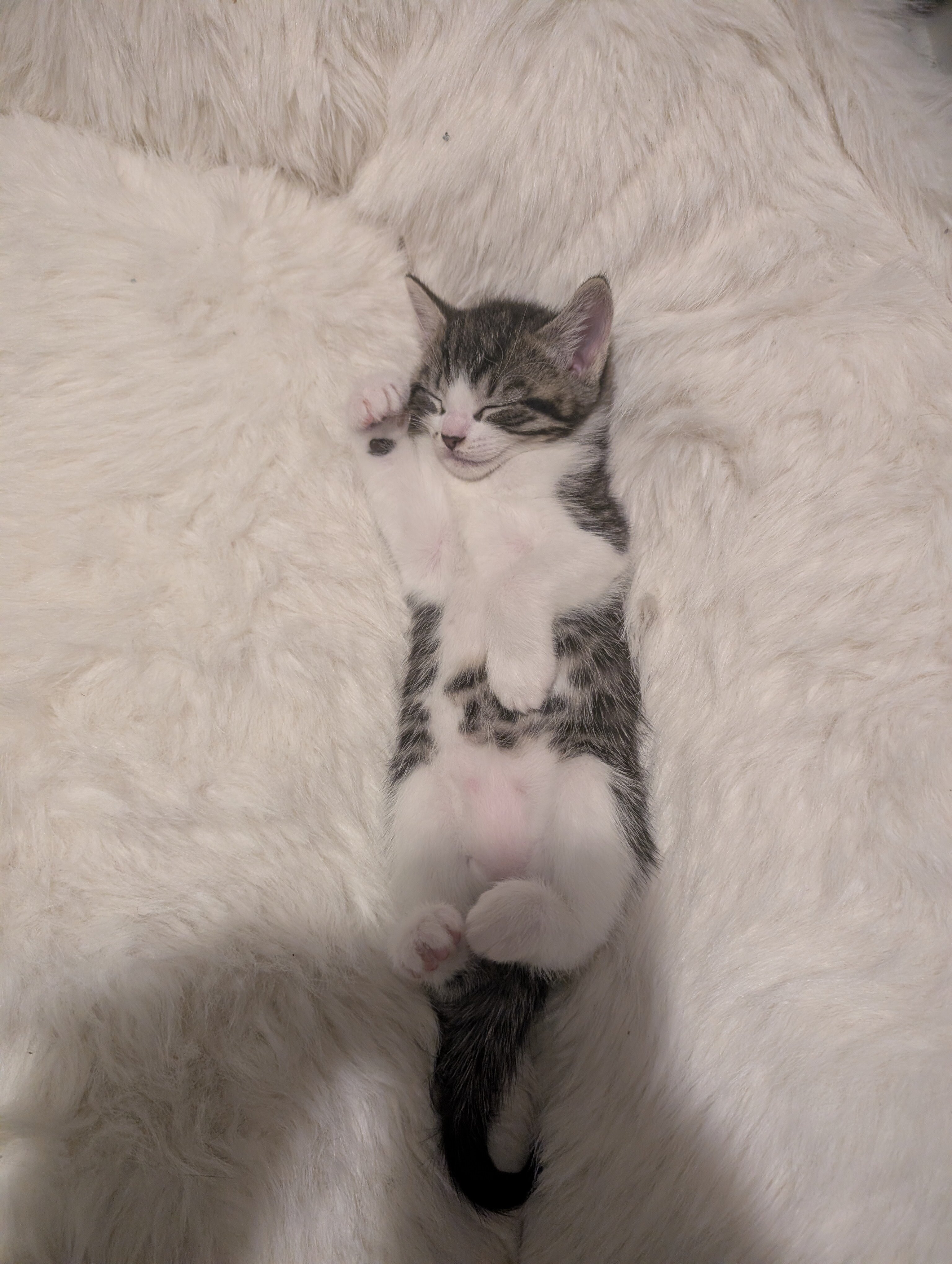 Kitten image 1