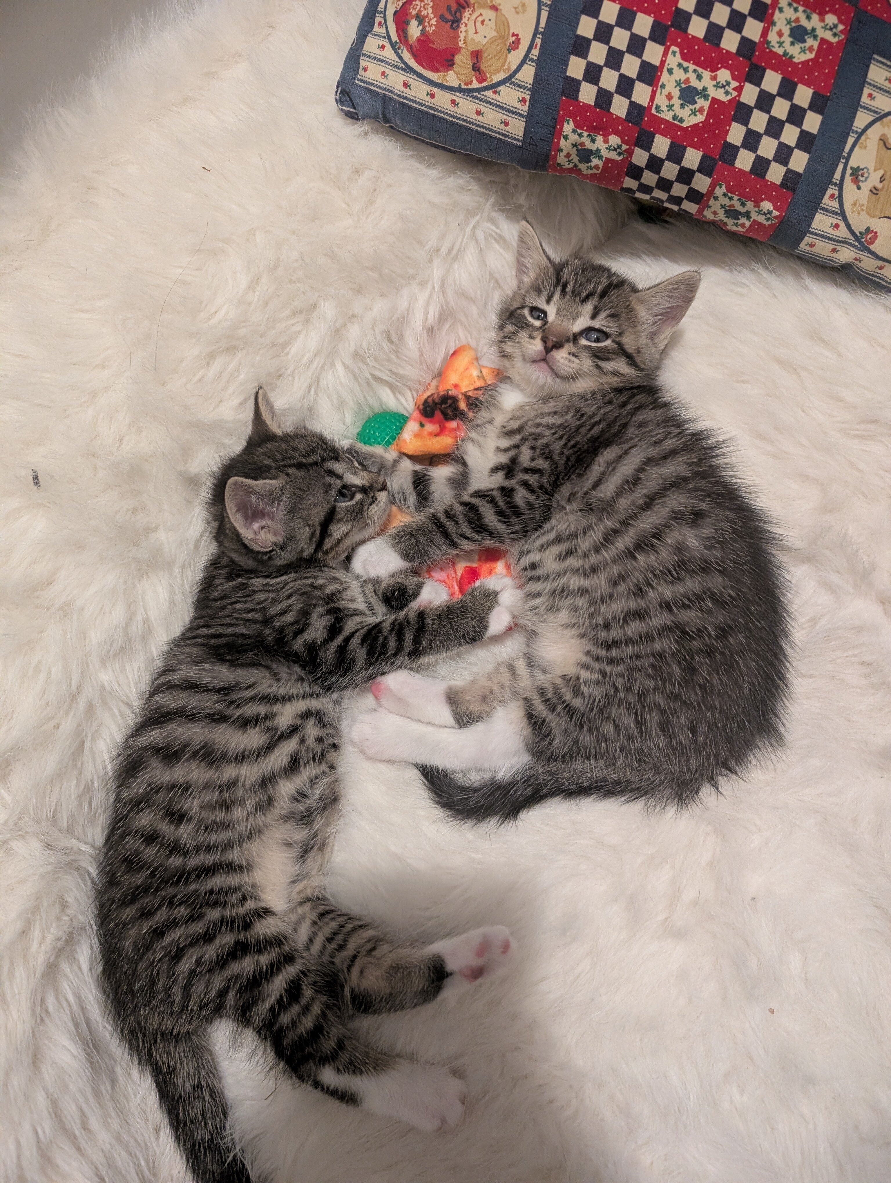 Kitten image 4