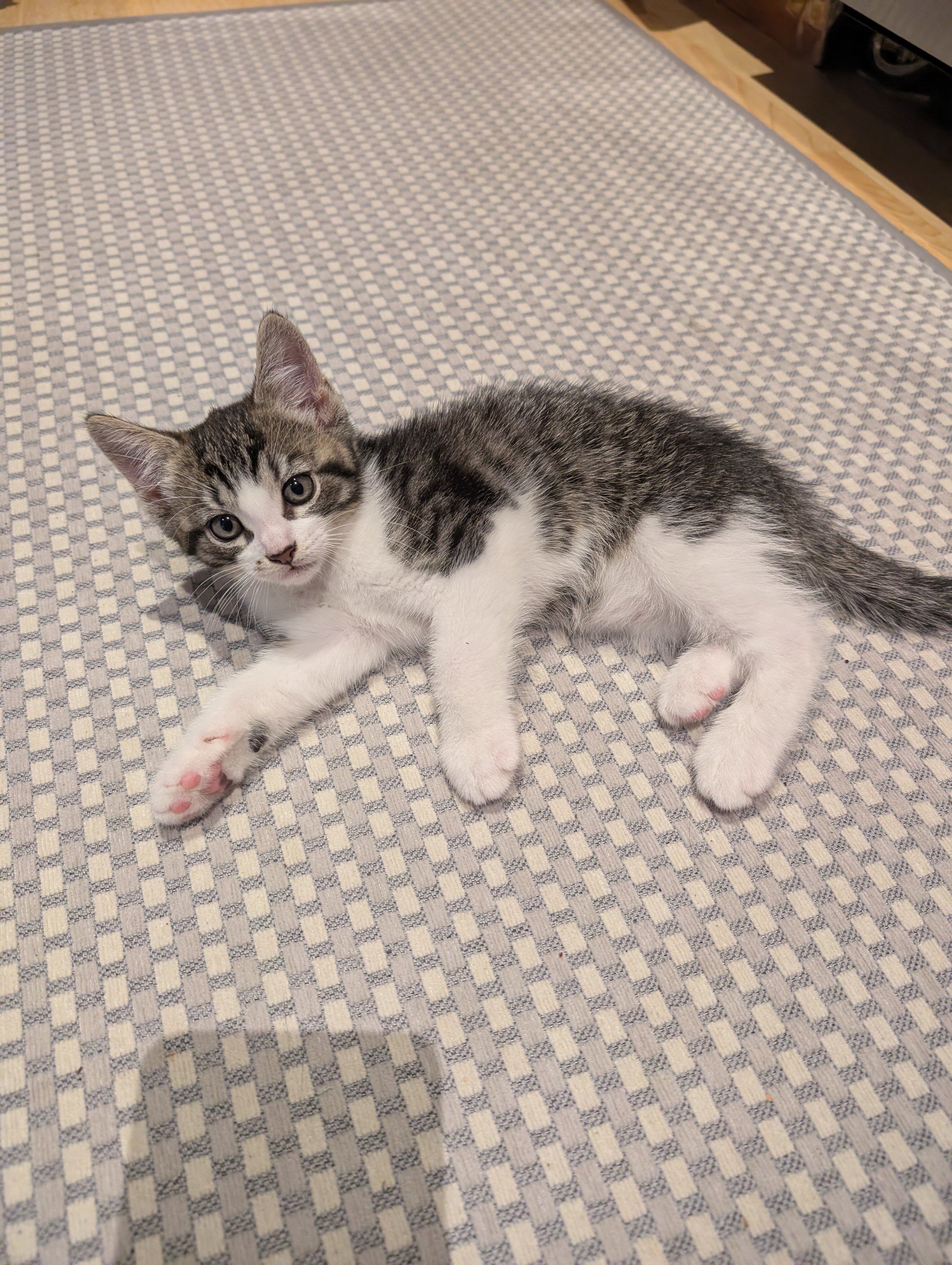 Kitten image 2