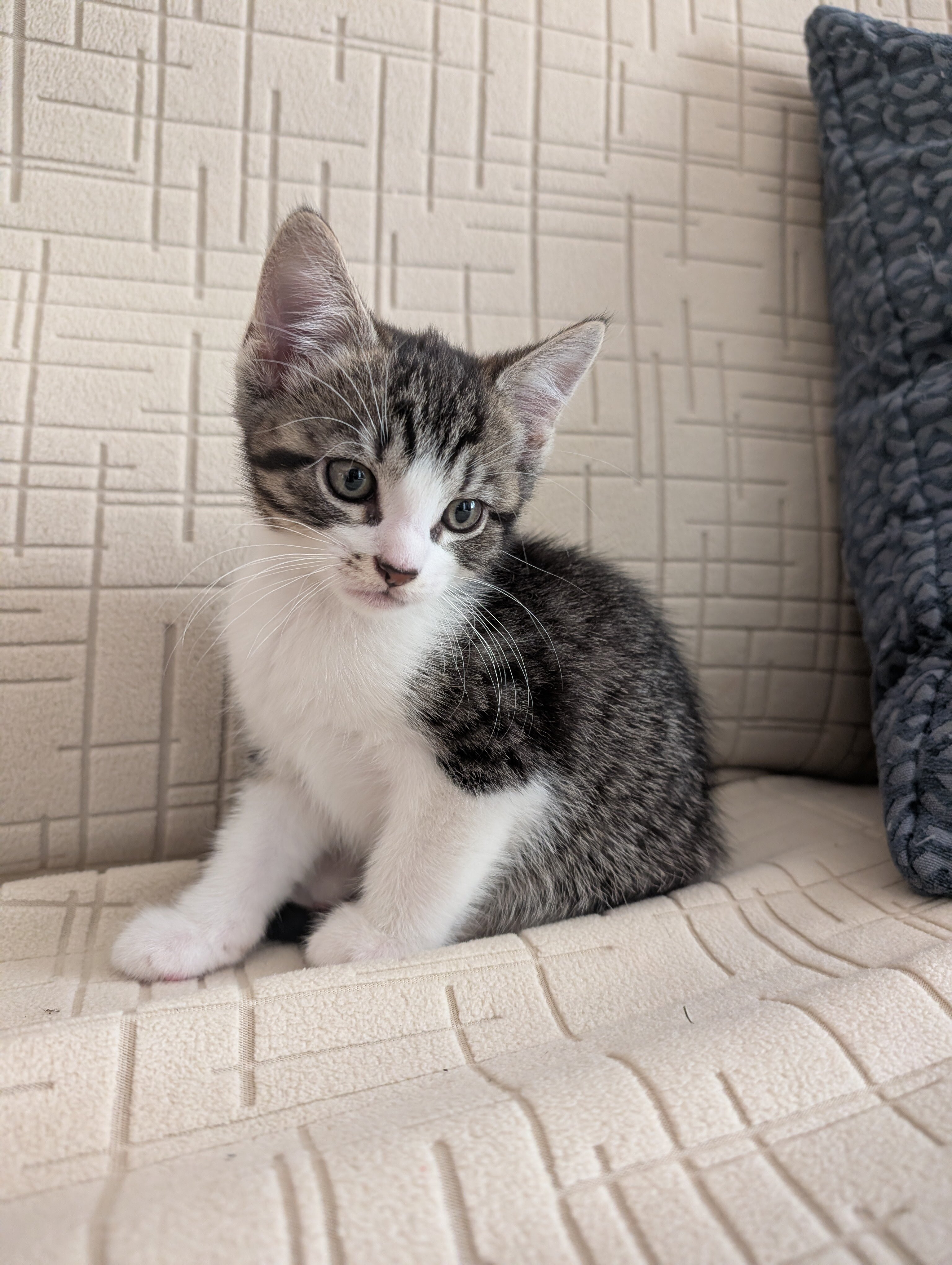 Kitten image 3