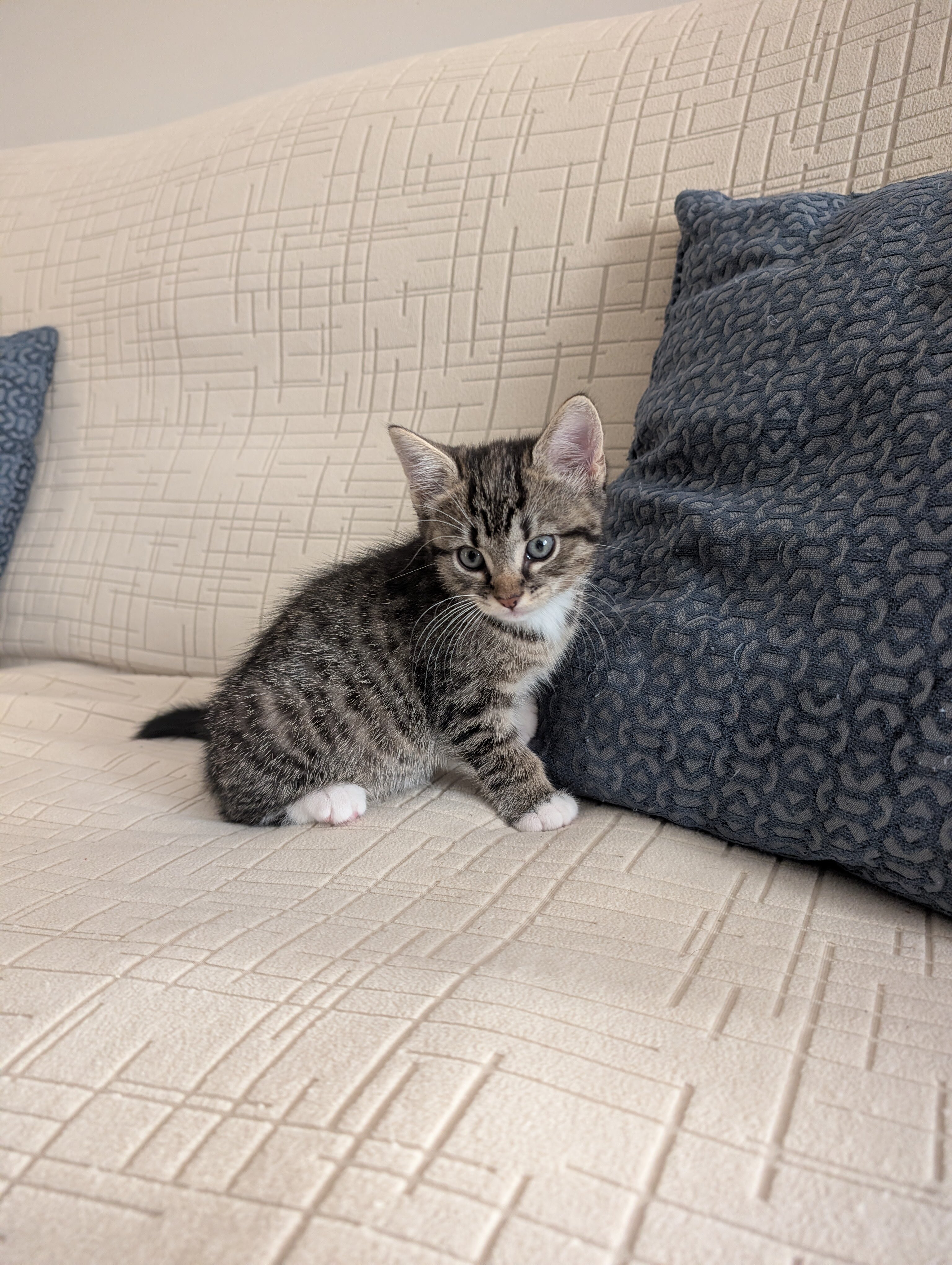 Kitten image 5