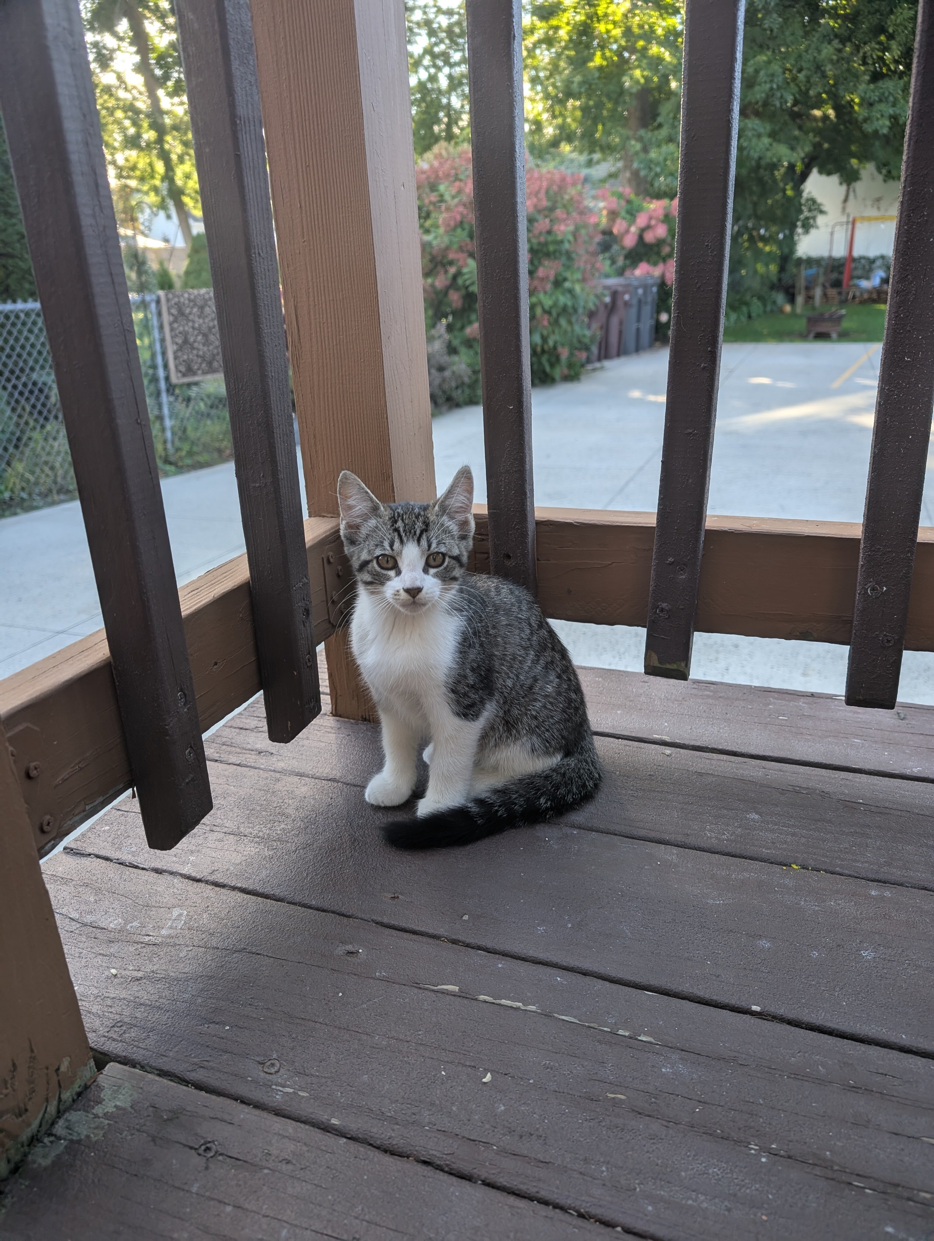 Kitten image 7