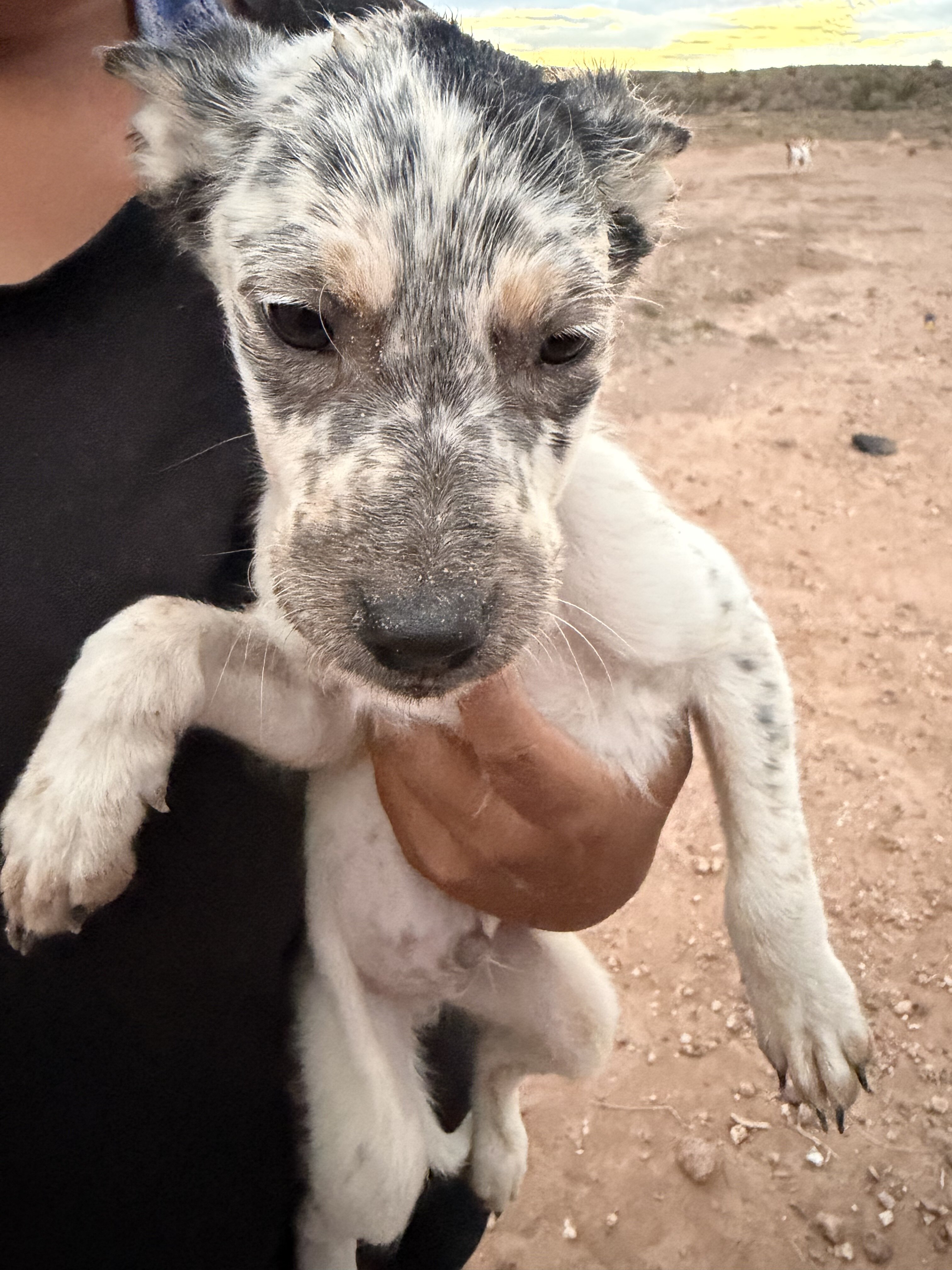 Puppies image 1
