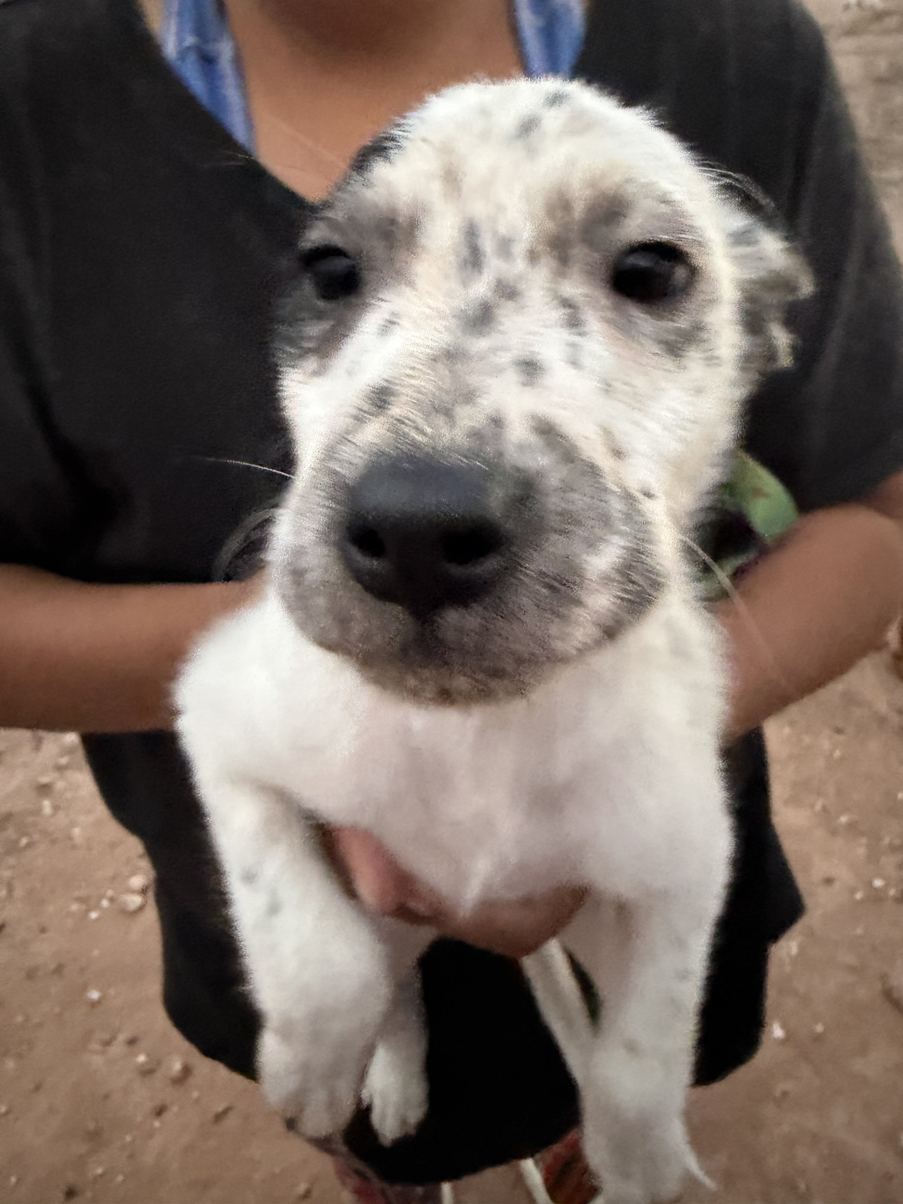 Puppies image 3