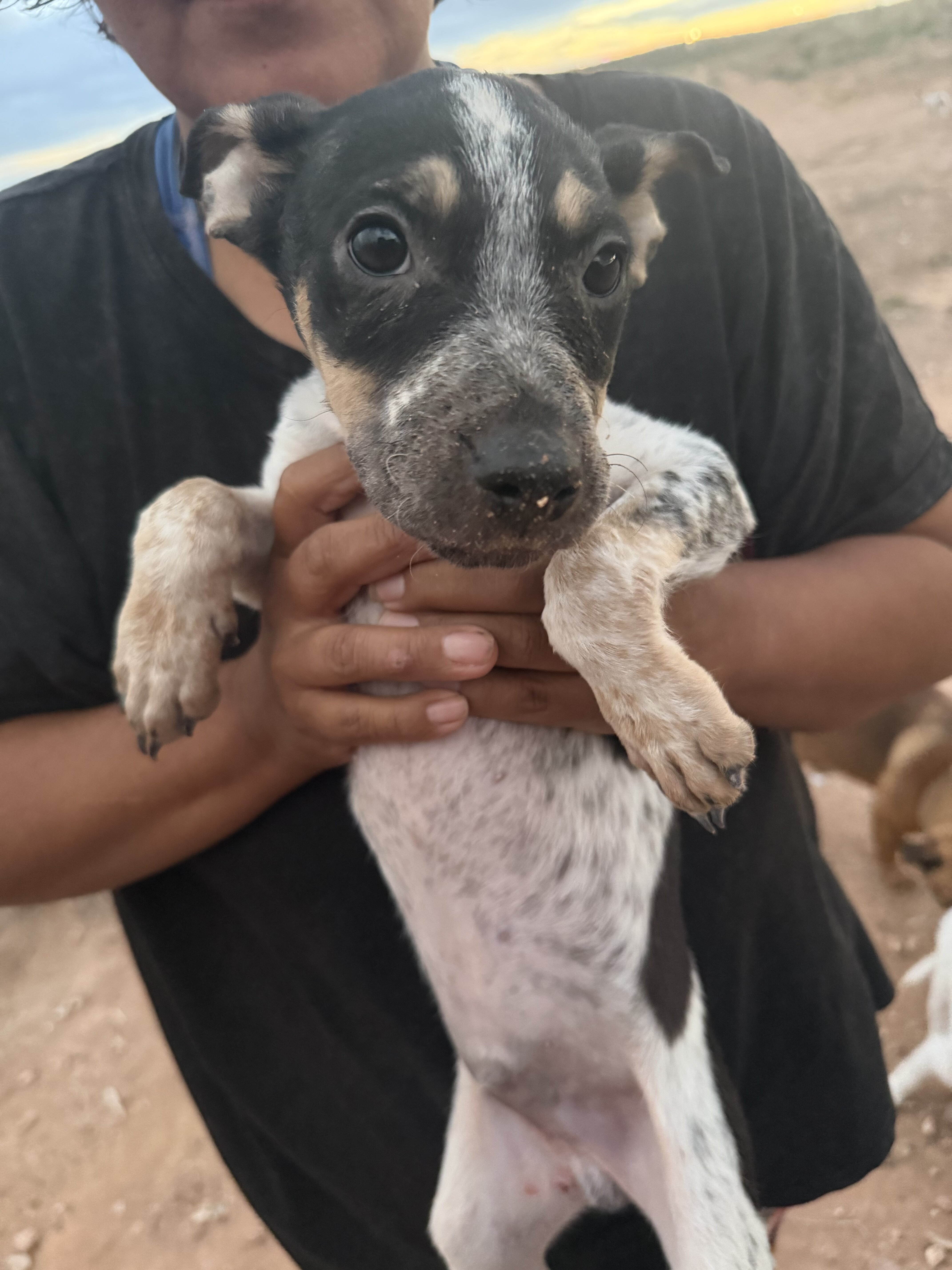 Puppies image 2
