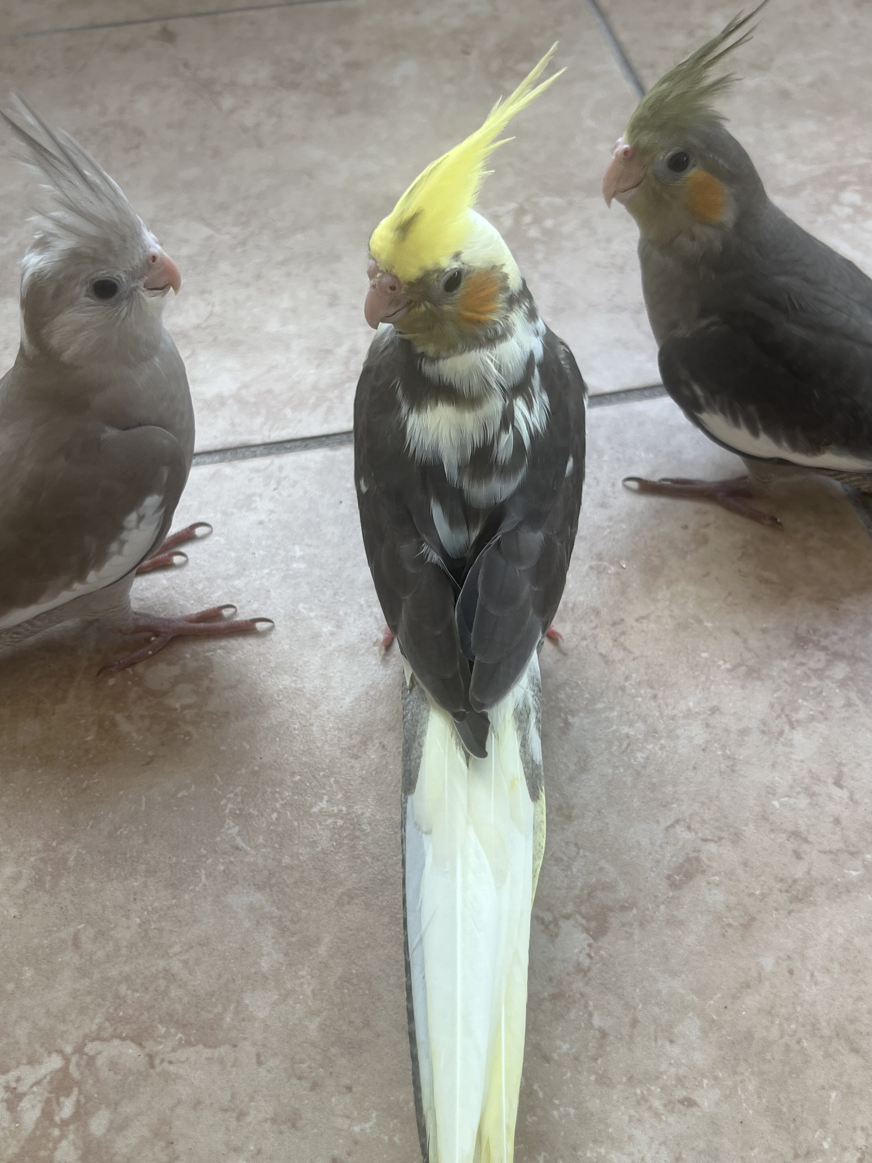 Baby 8 week cockatiels image 2