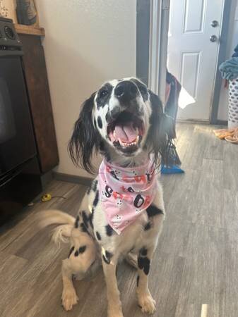 Longhaired Dalmation image 4