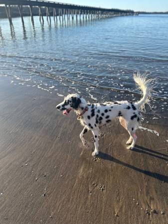 Longhaired Dalmation image 1