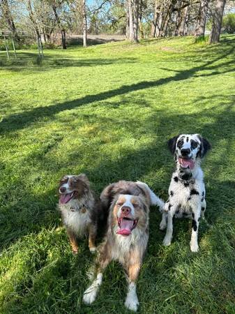 Longhaired Dalmation image 3