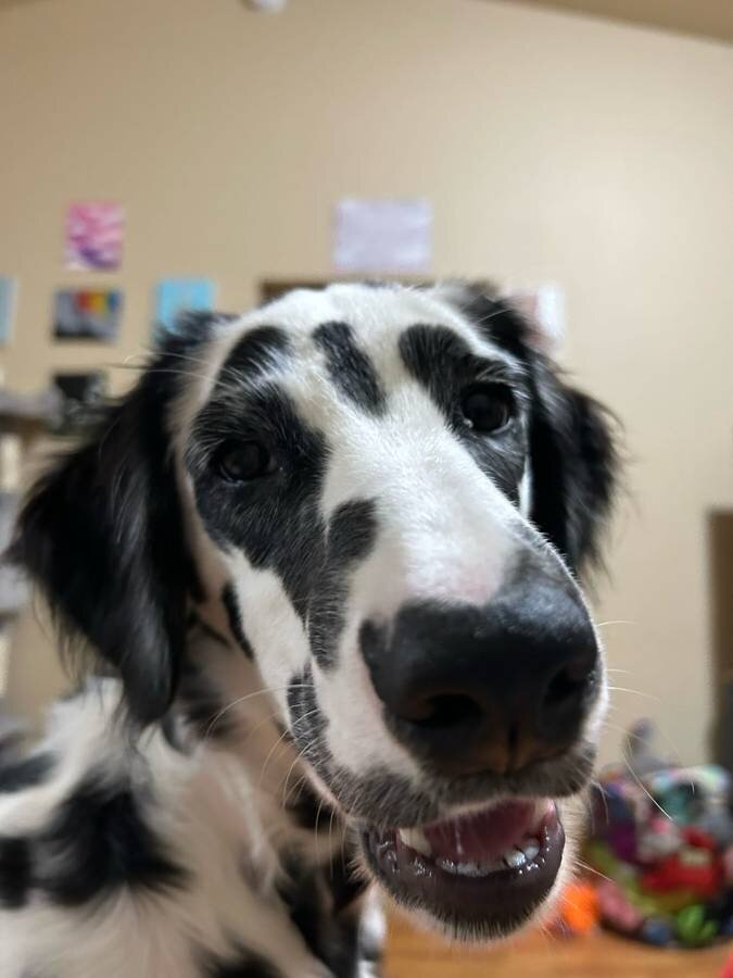 Longhaired Dalmation image 2