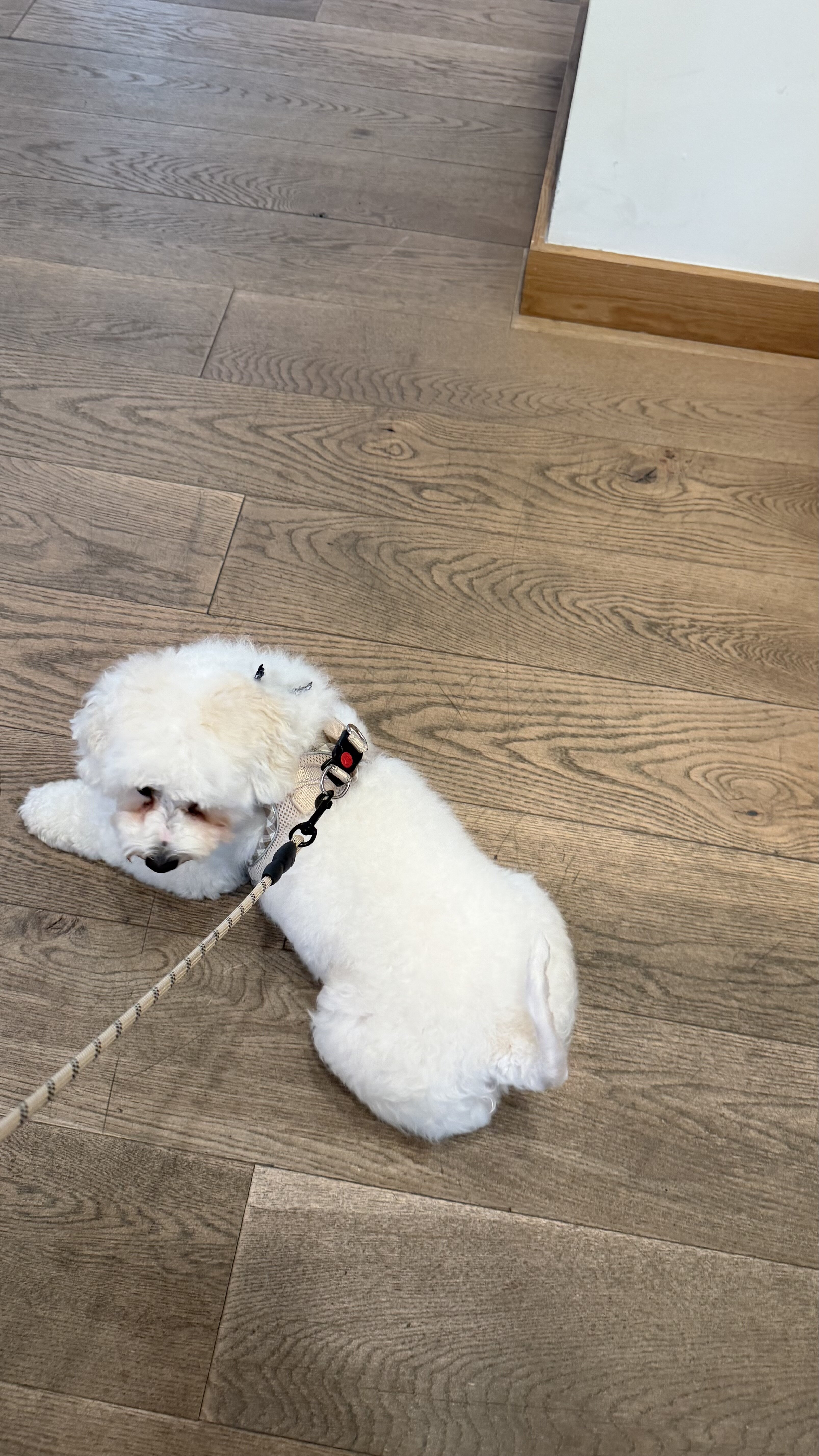 Bichon Fiche image 1
