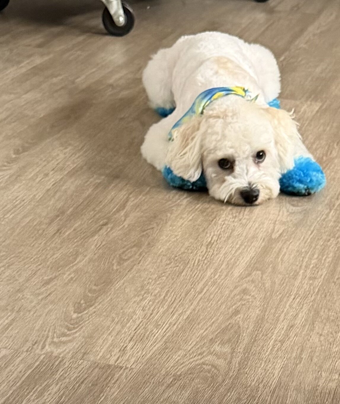 Bichon Fiche image 2