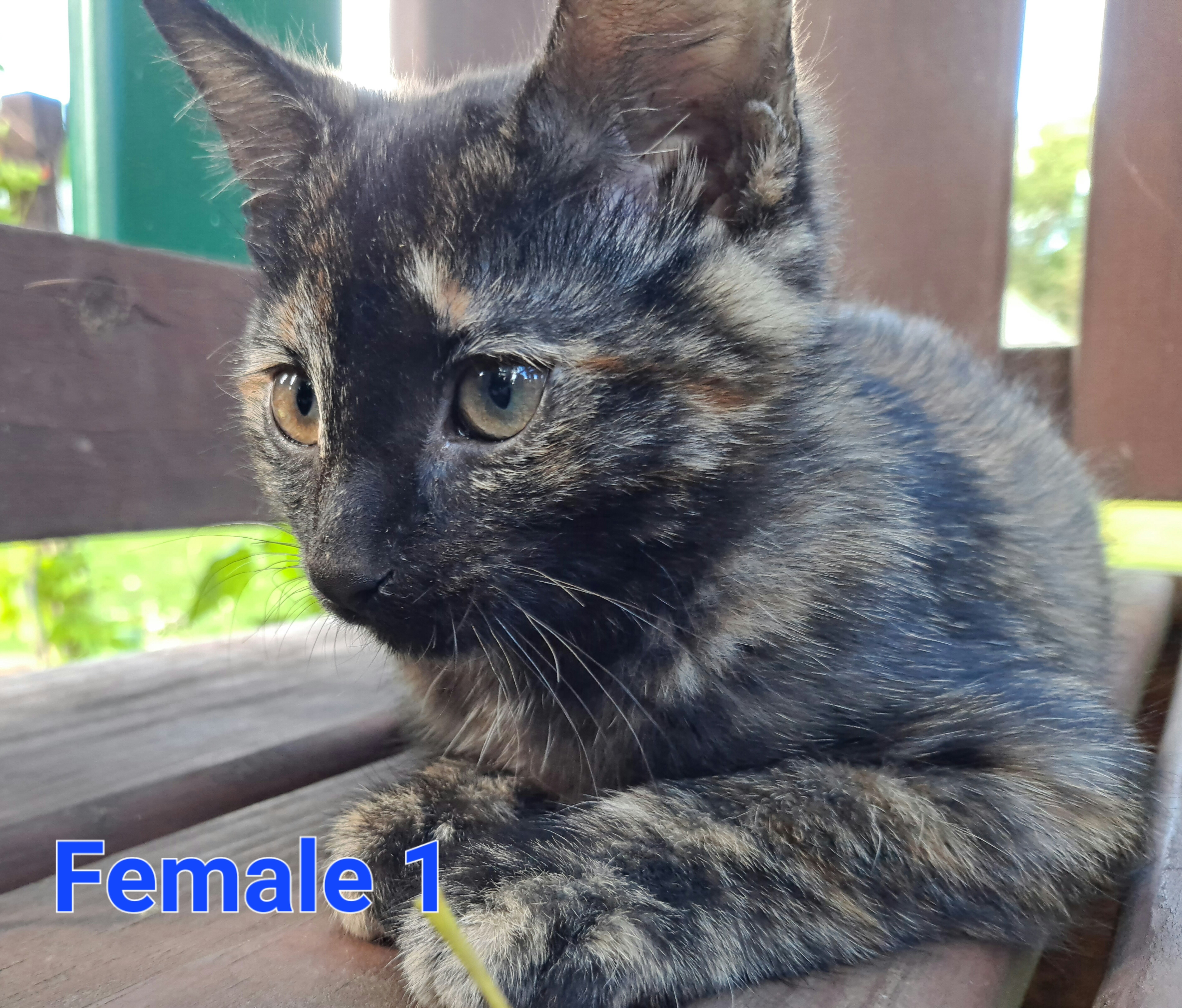Kittens image 2