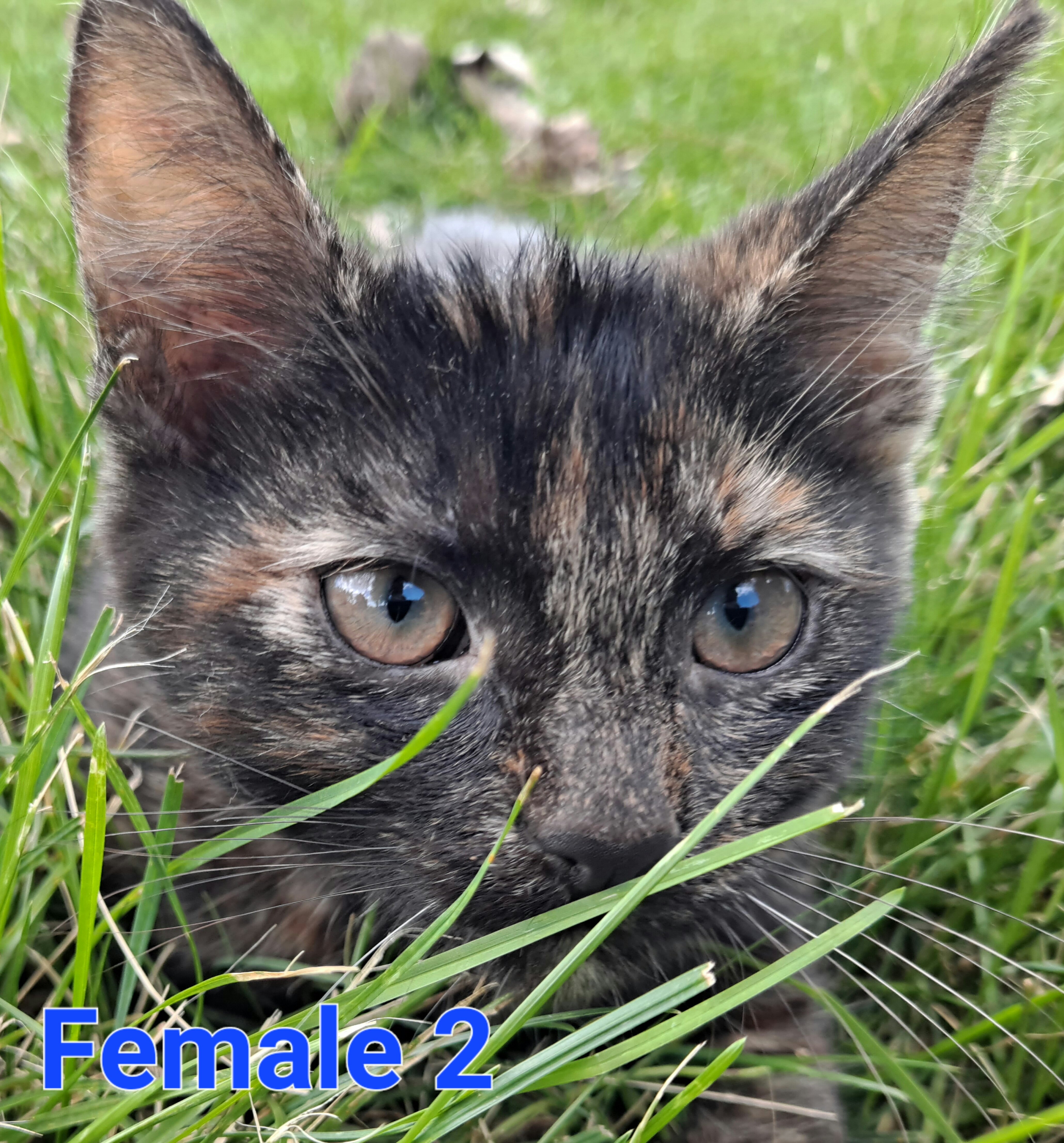 Kittens image 3