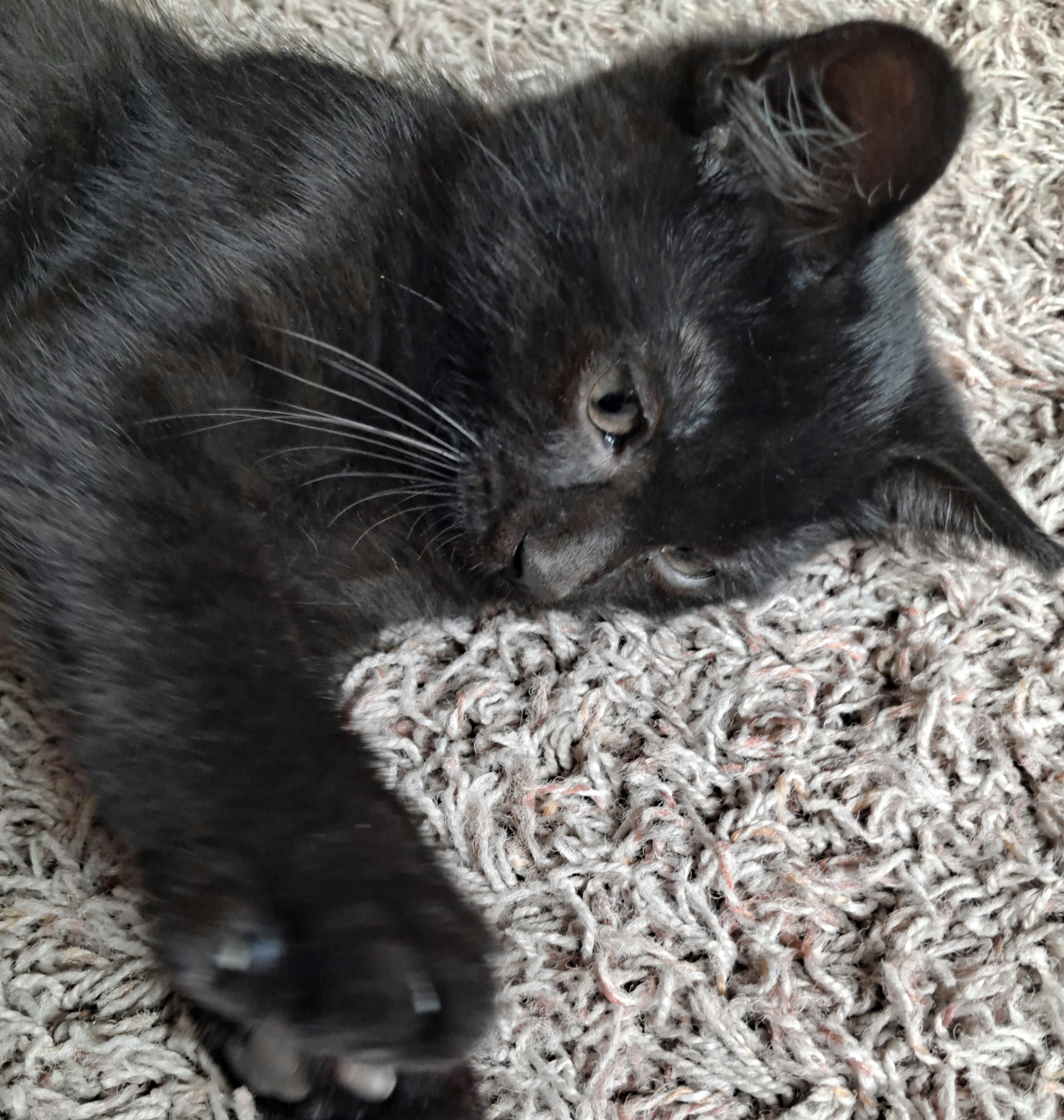 Kittens image 1