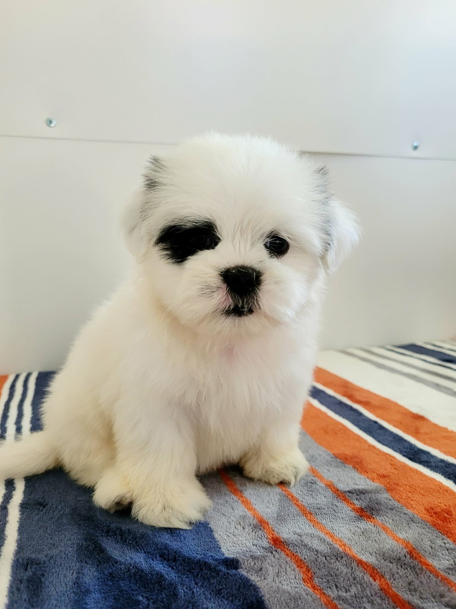 Shih Tzu lovely puppy image 2
