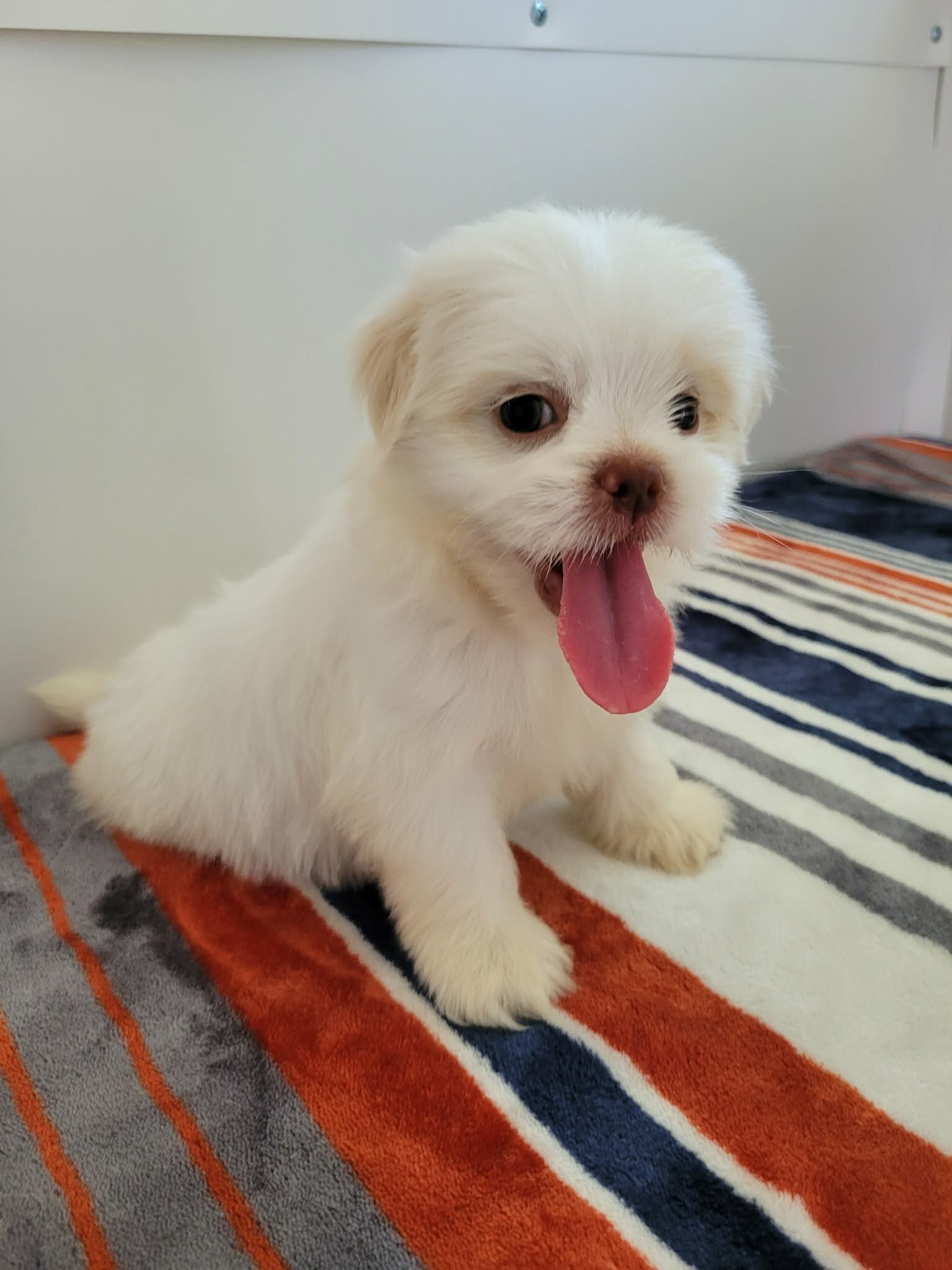 Shih Tzu lovely puppy image 1