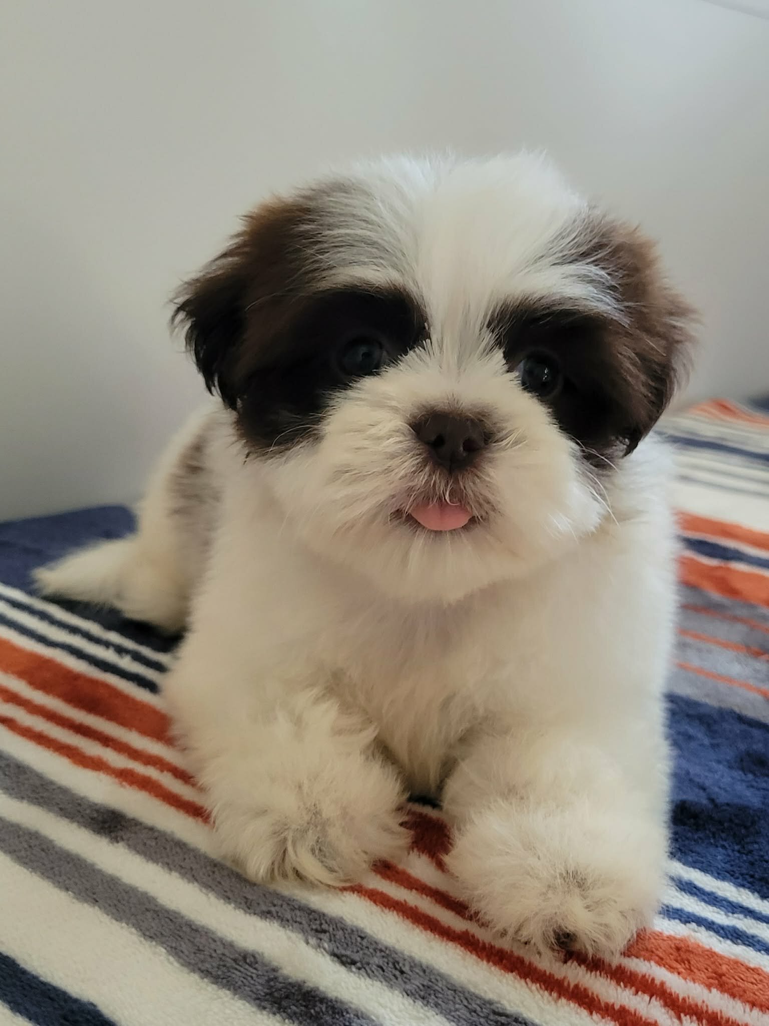 Shih Tzu lovely puppy image 5