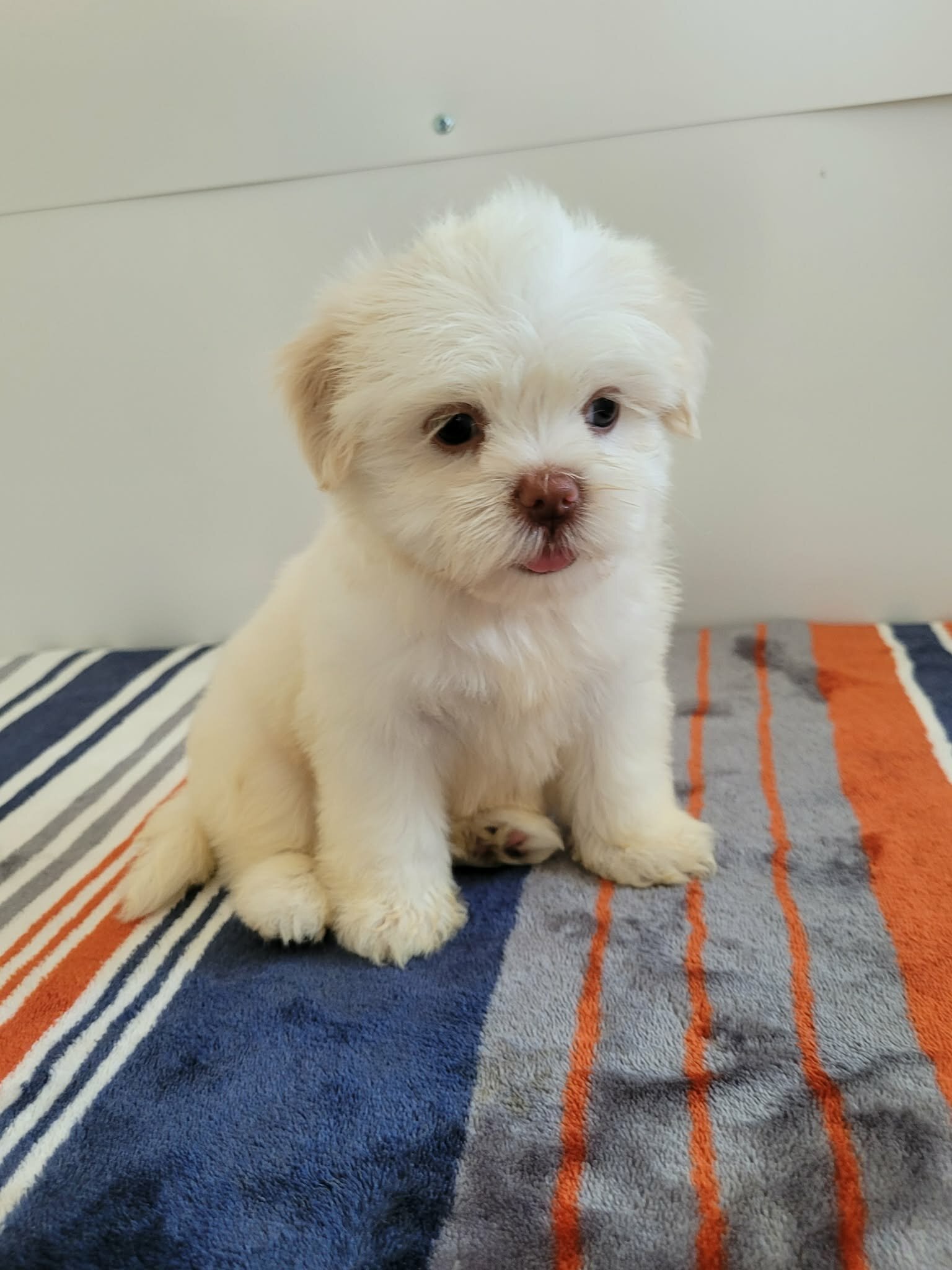 Shih Tzu lovely puppy image 3