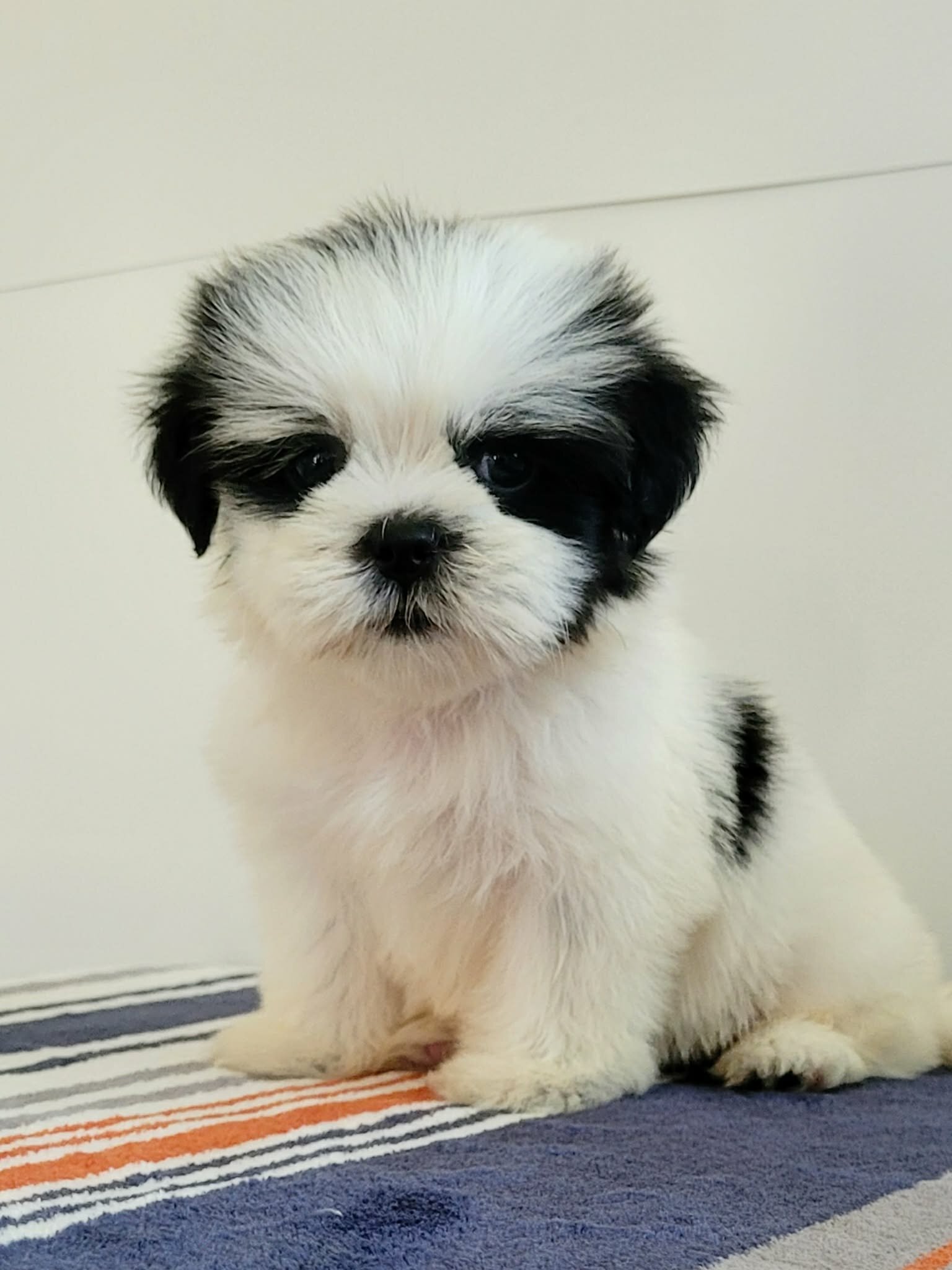 Shih Tzu lovely puppy image 4