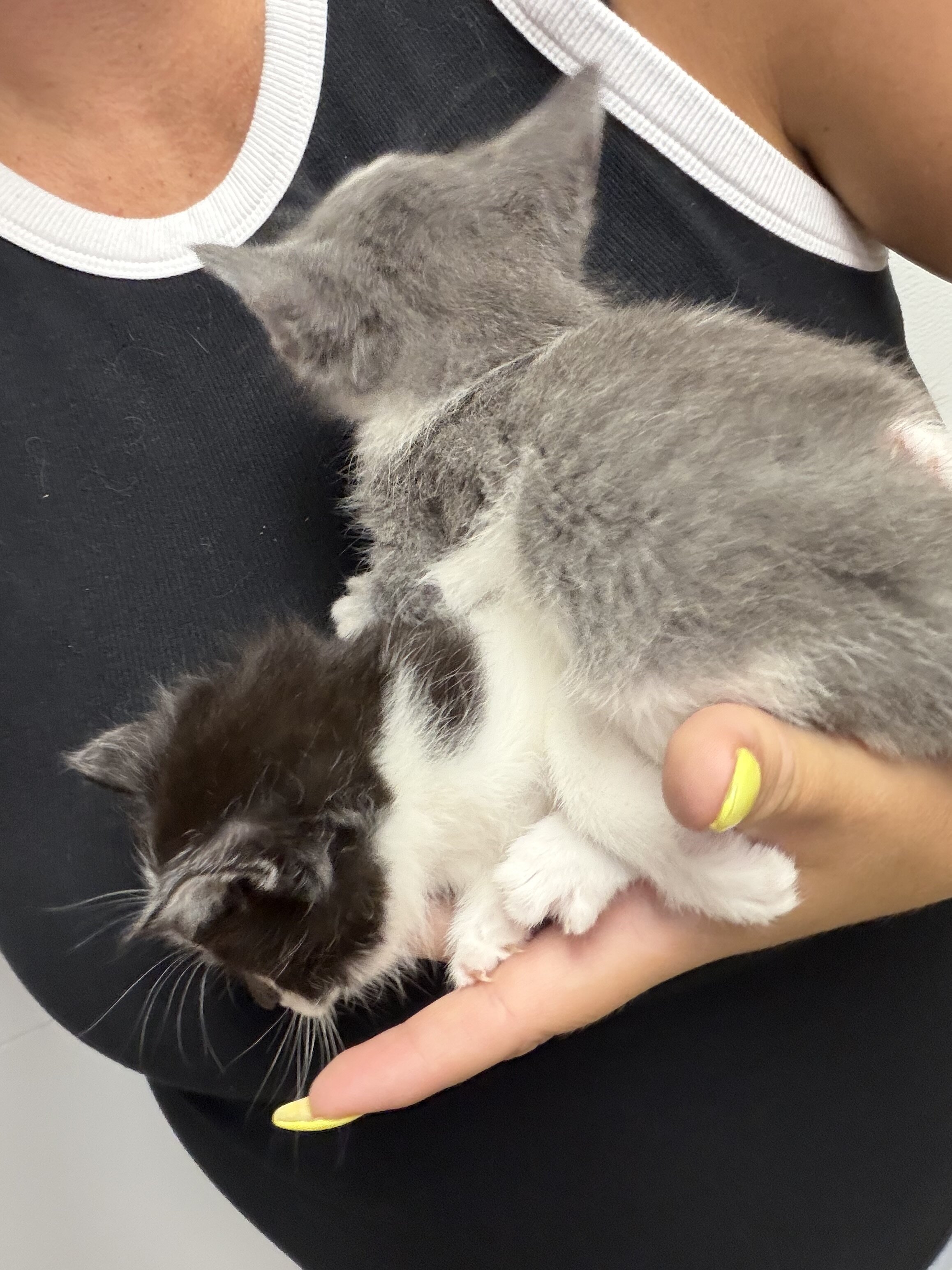 Medium hair kitties image 8