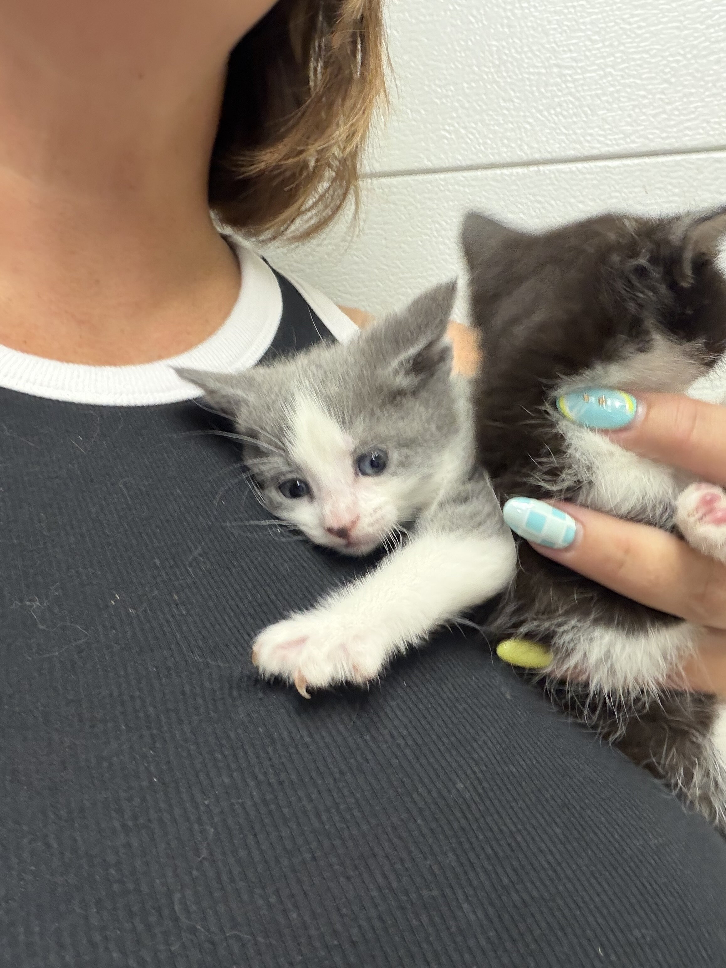 Medium hair kitties image 6
