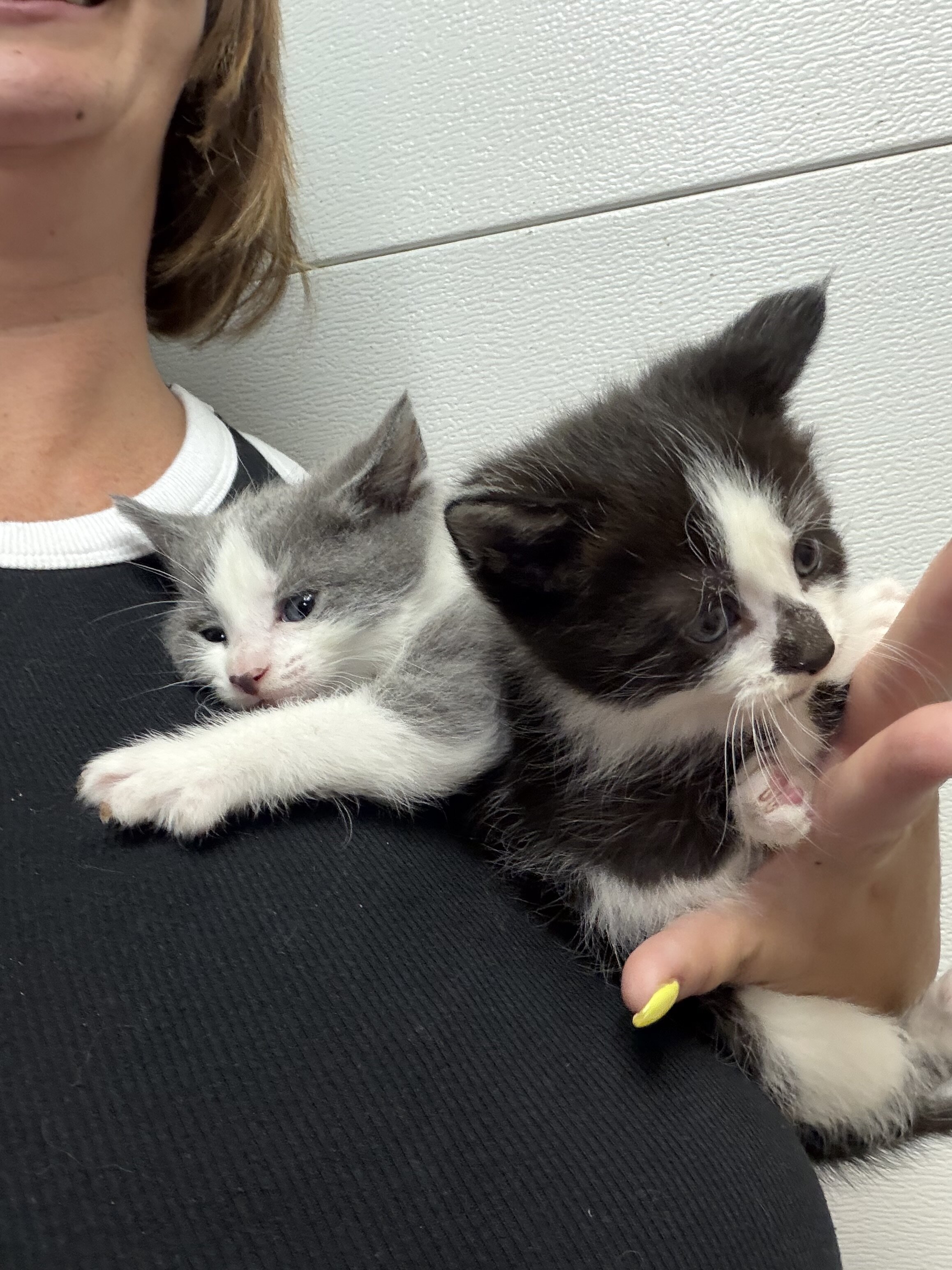 Medium hair kitties image 3