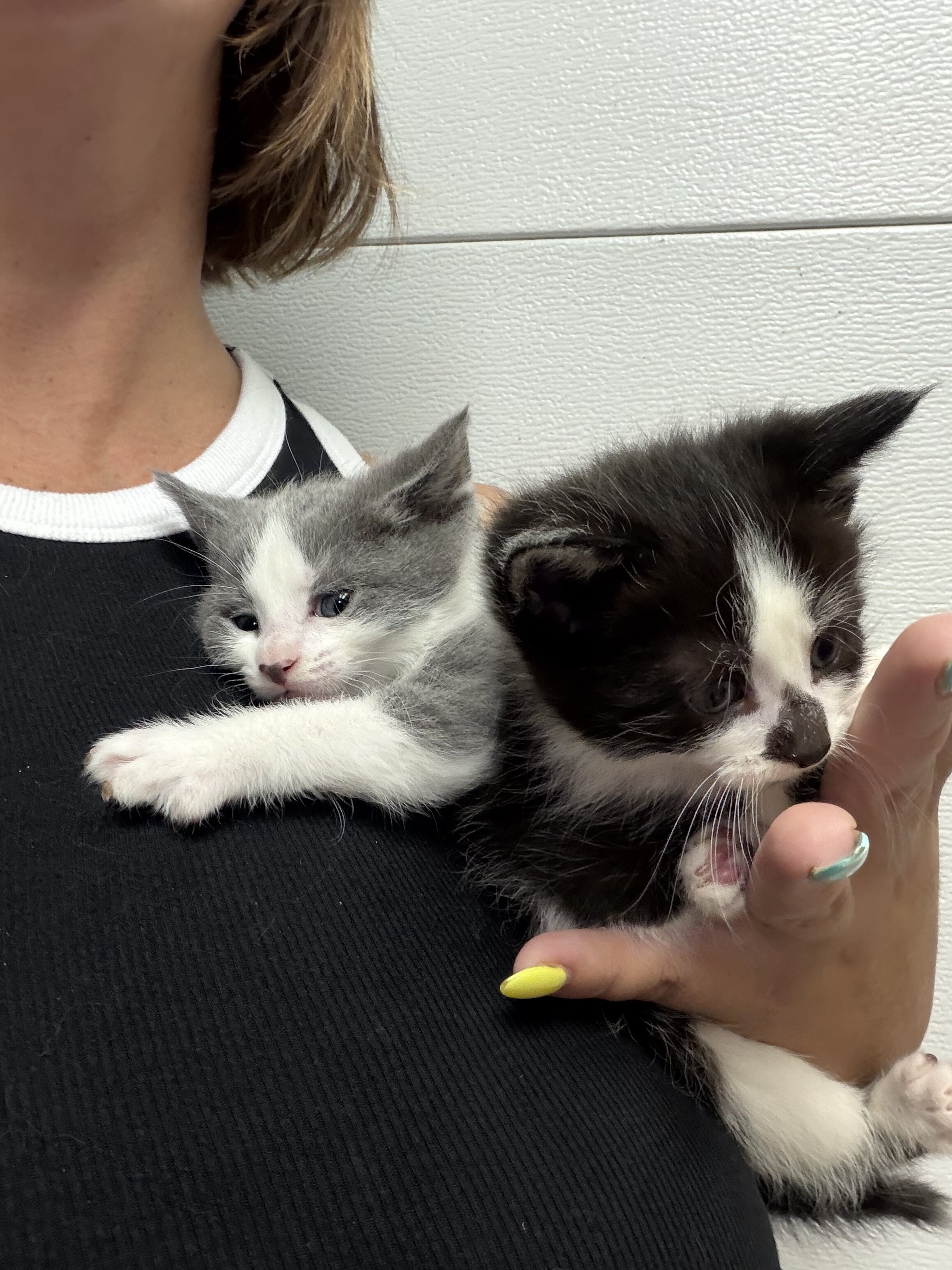 Medium hair kitties image 4