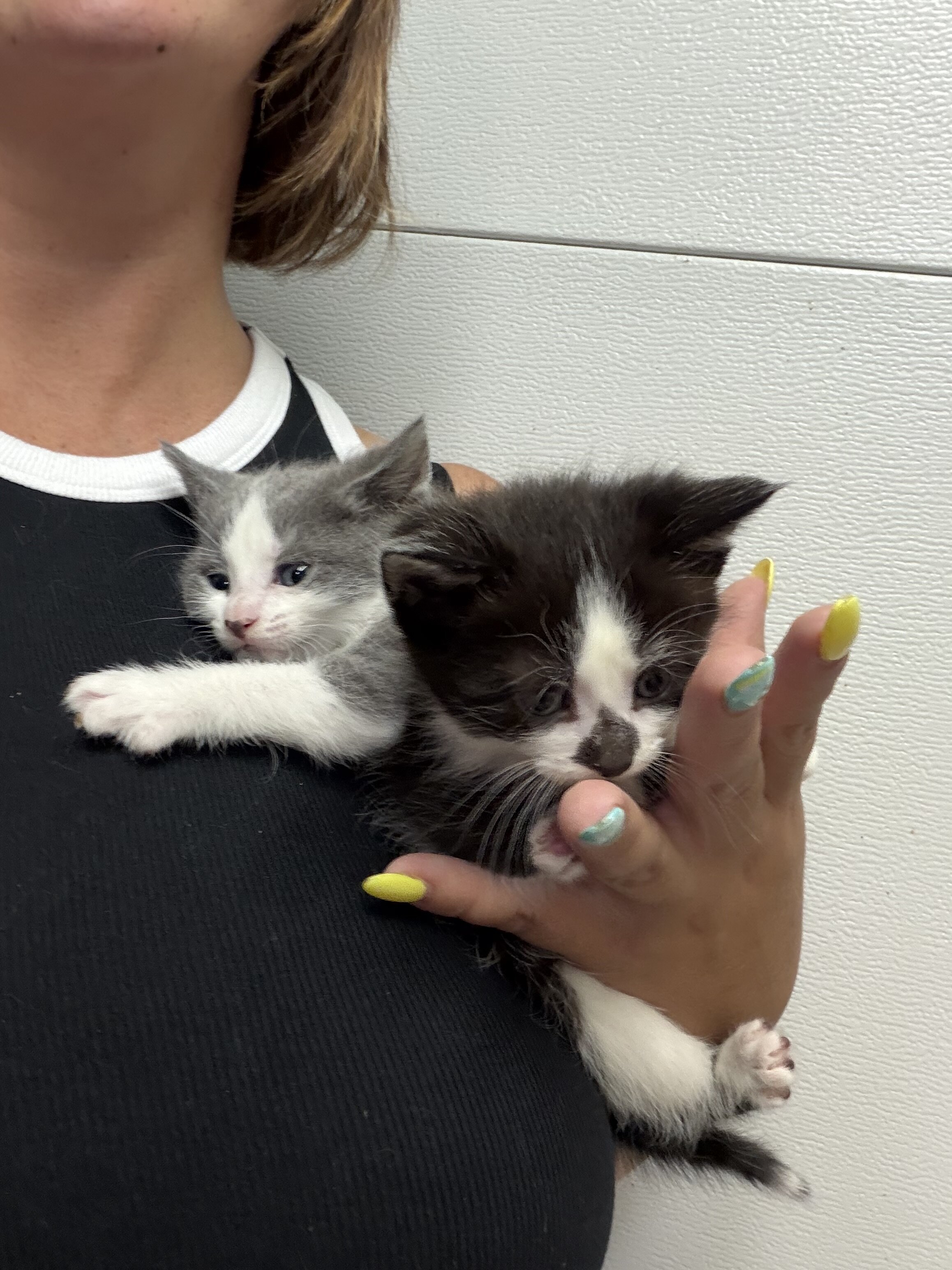 Medium hair kitties image 1