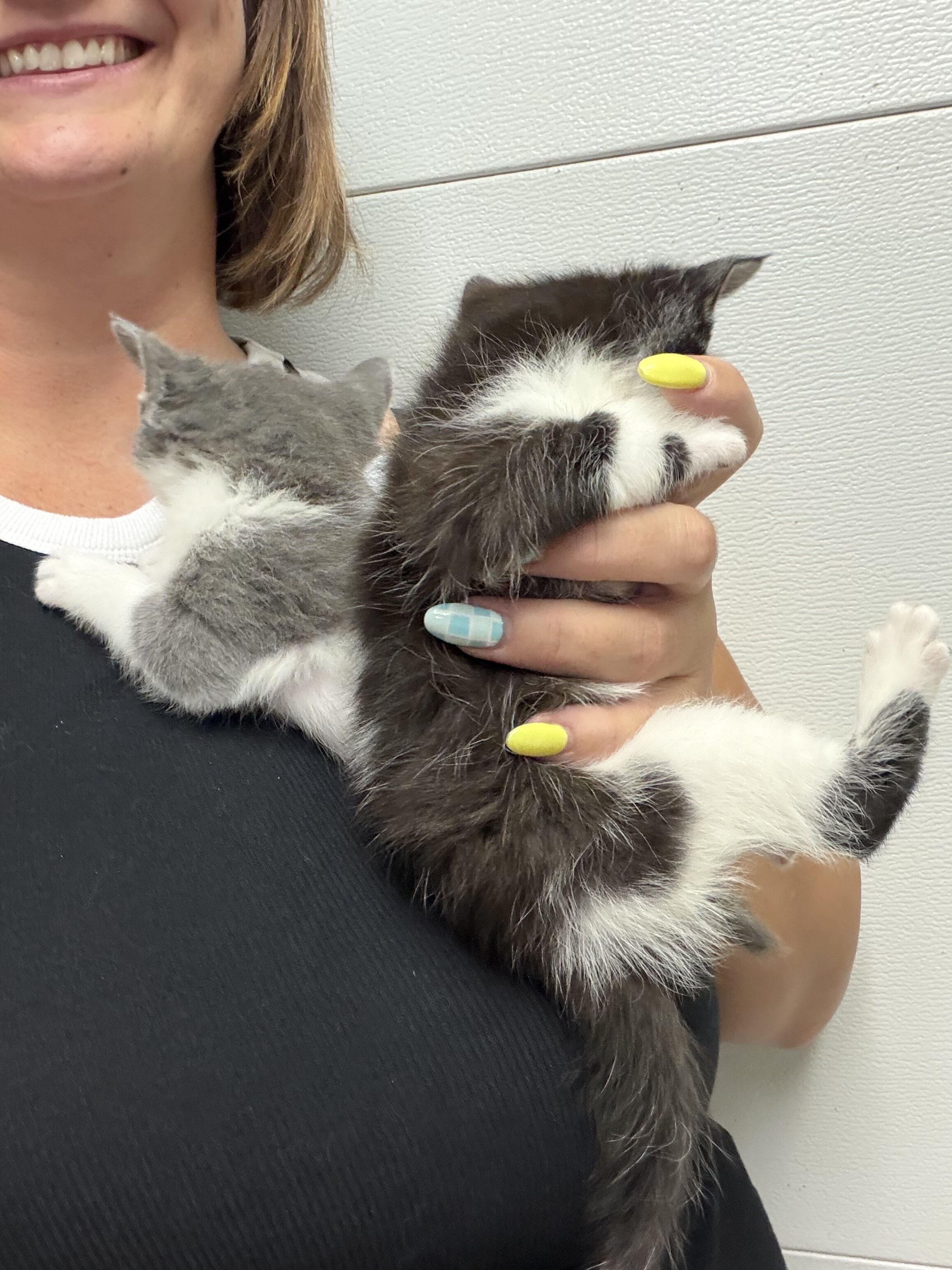 Medium hair kitties image 2