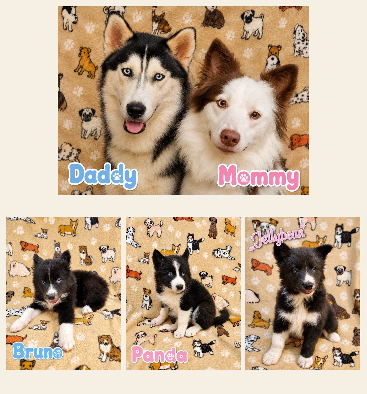Husky × Border Collie Mix Puppies image 4