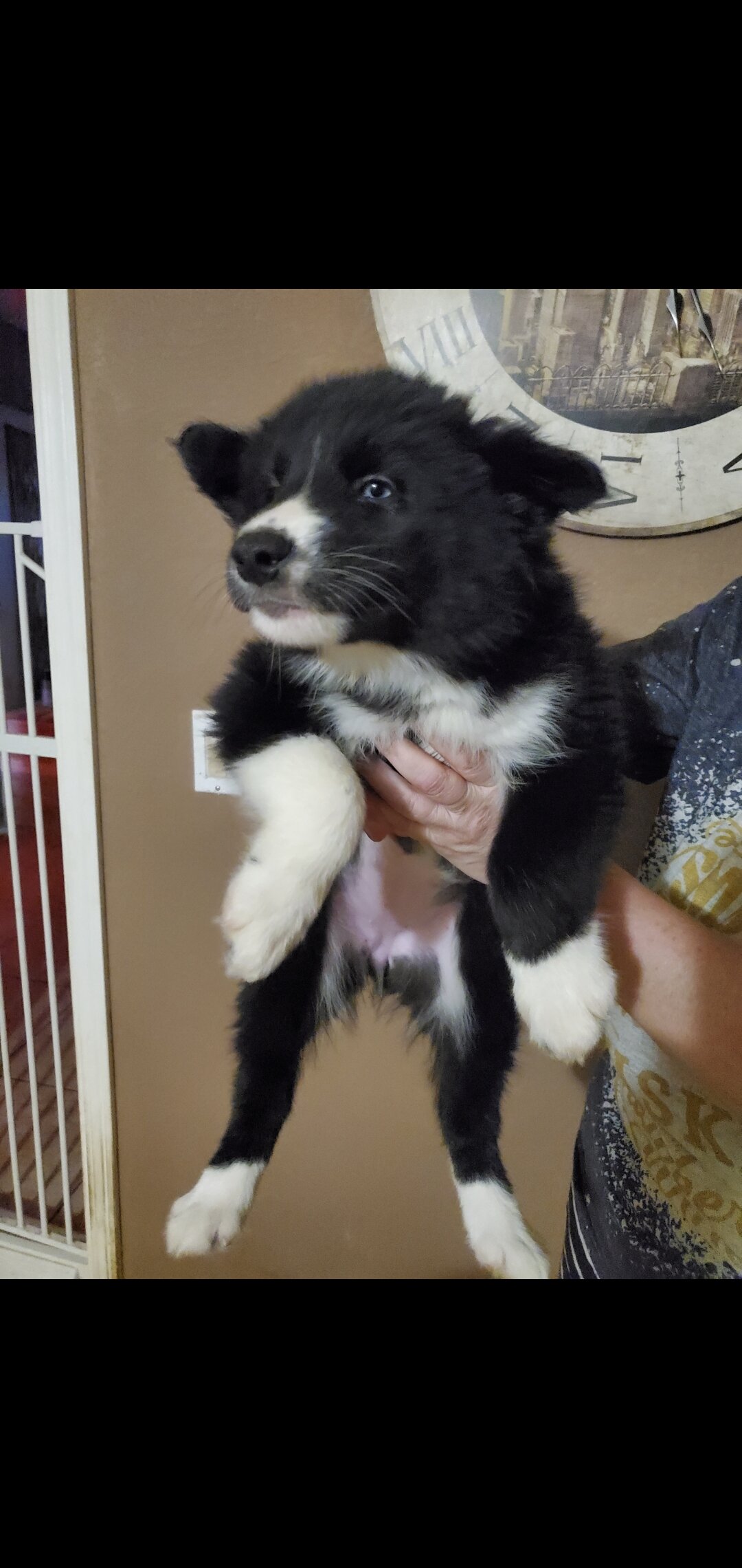 Husky × Border Collie Mix Puppies image 3