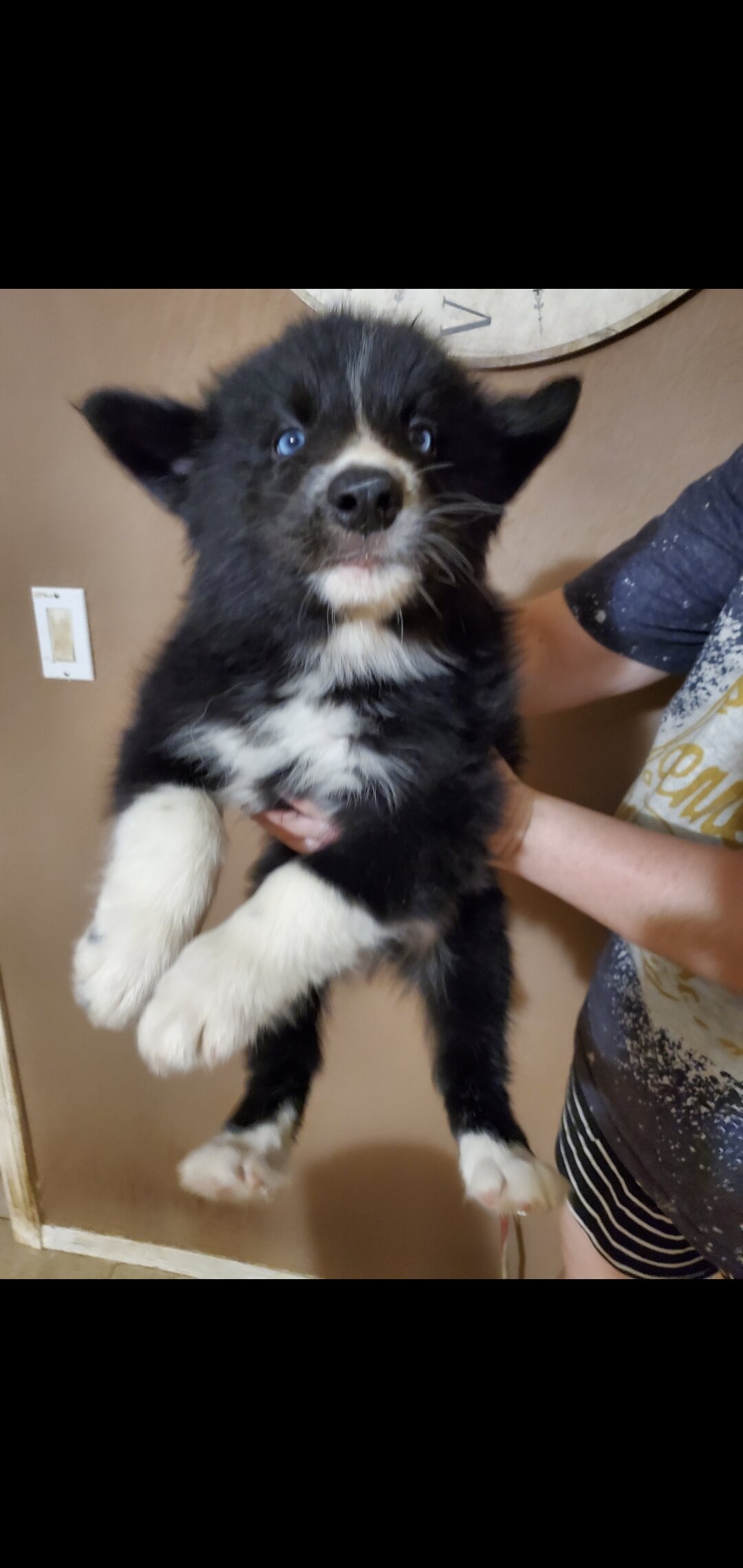 Husky × Border Collie Mix Puppies image 2
