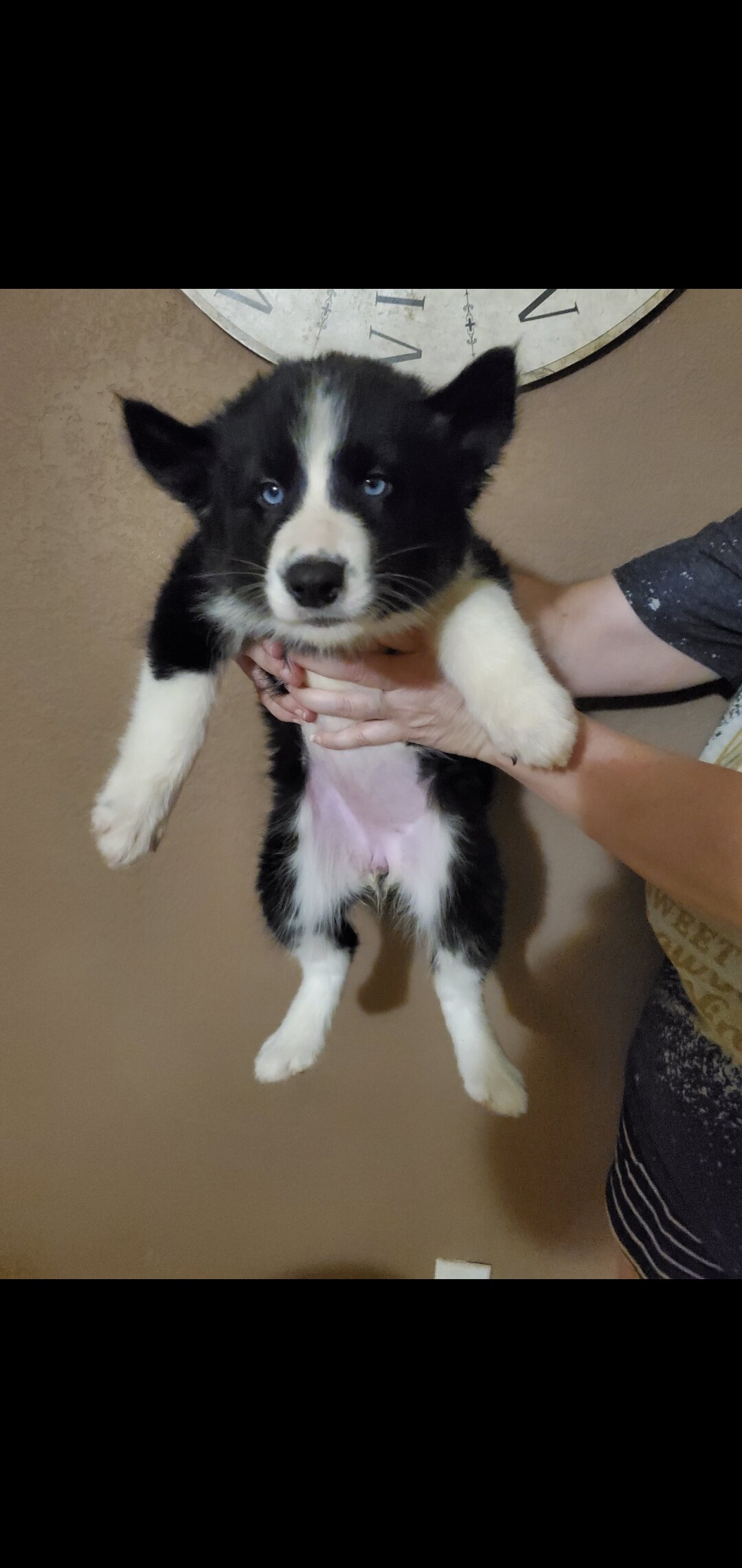 Husky × Border Collie Mix Puppies image 1