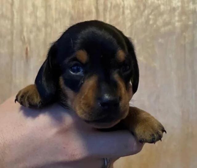 Beautiful Miniature Dachshund Puppies Miniature Da image 2