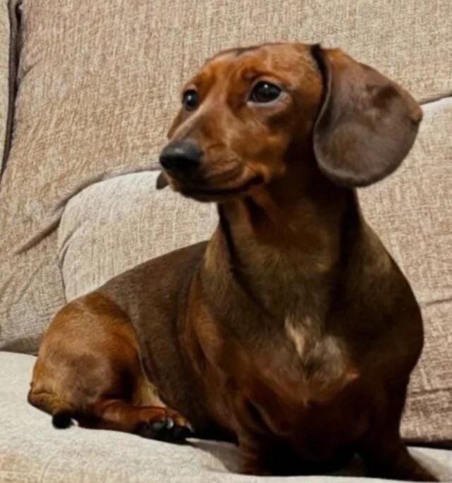 Beautiful Miniature Dachshund Puppies Miniature Da image 3