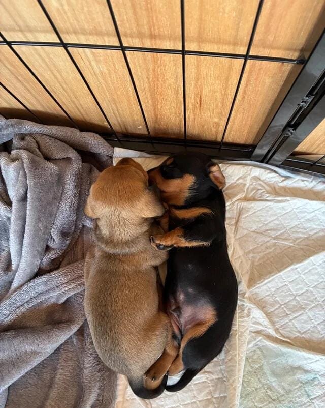 Beautiful Miniature Dachshund Puppies Miniature Da image 4