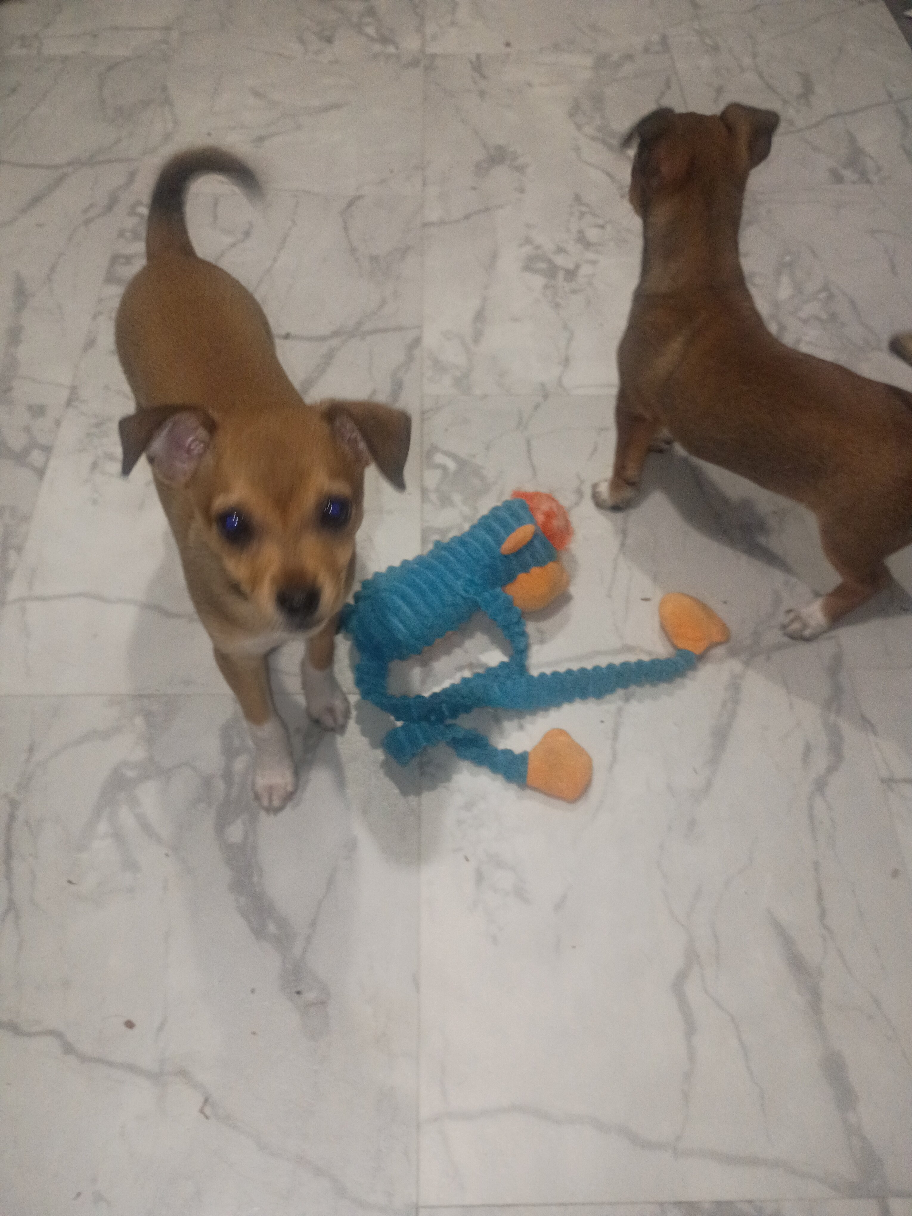puppies image 2