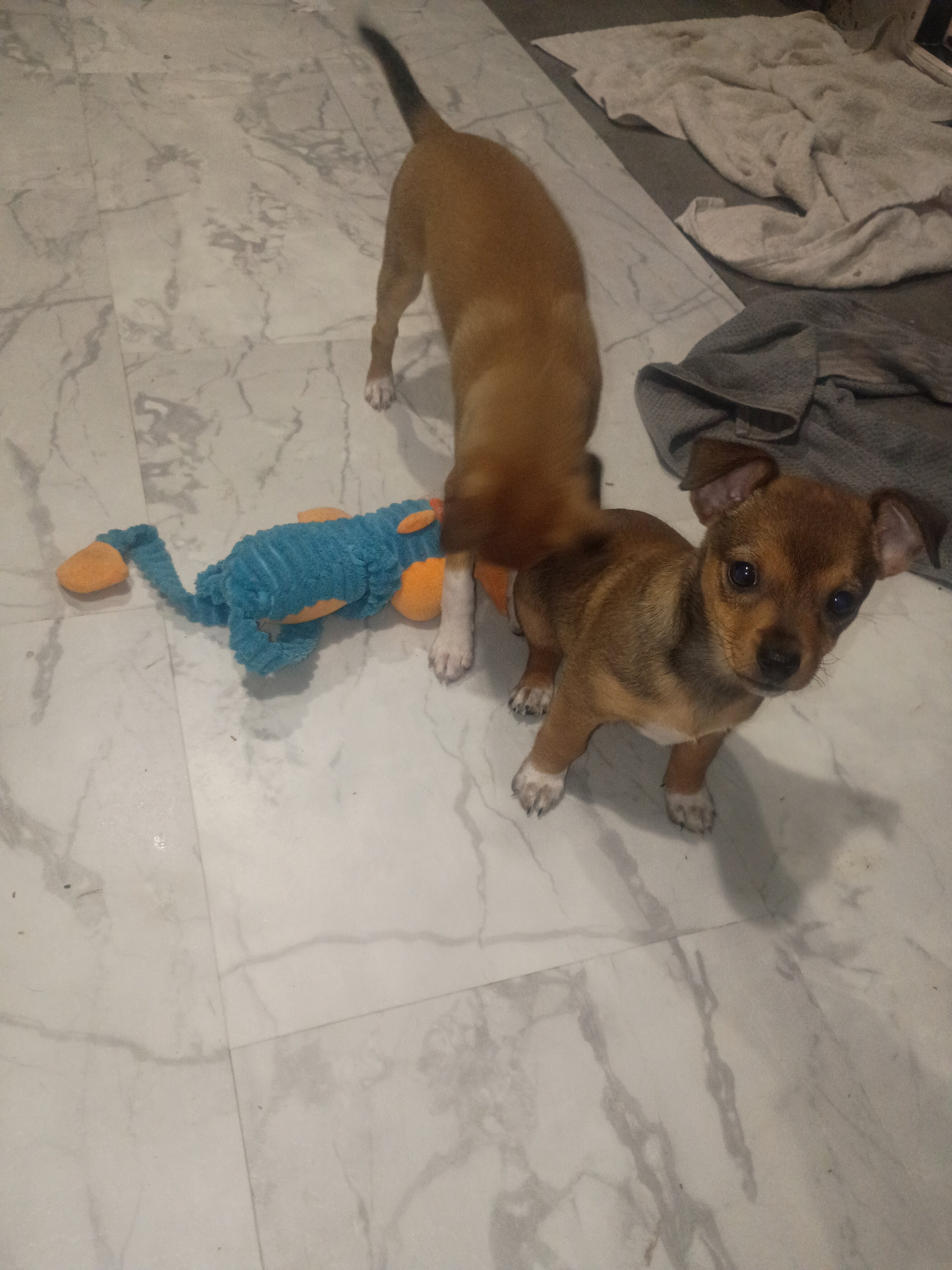 puppies image 1