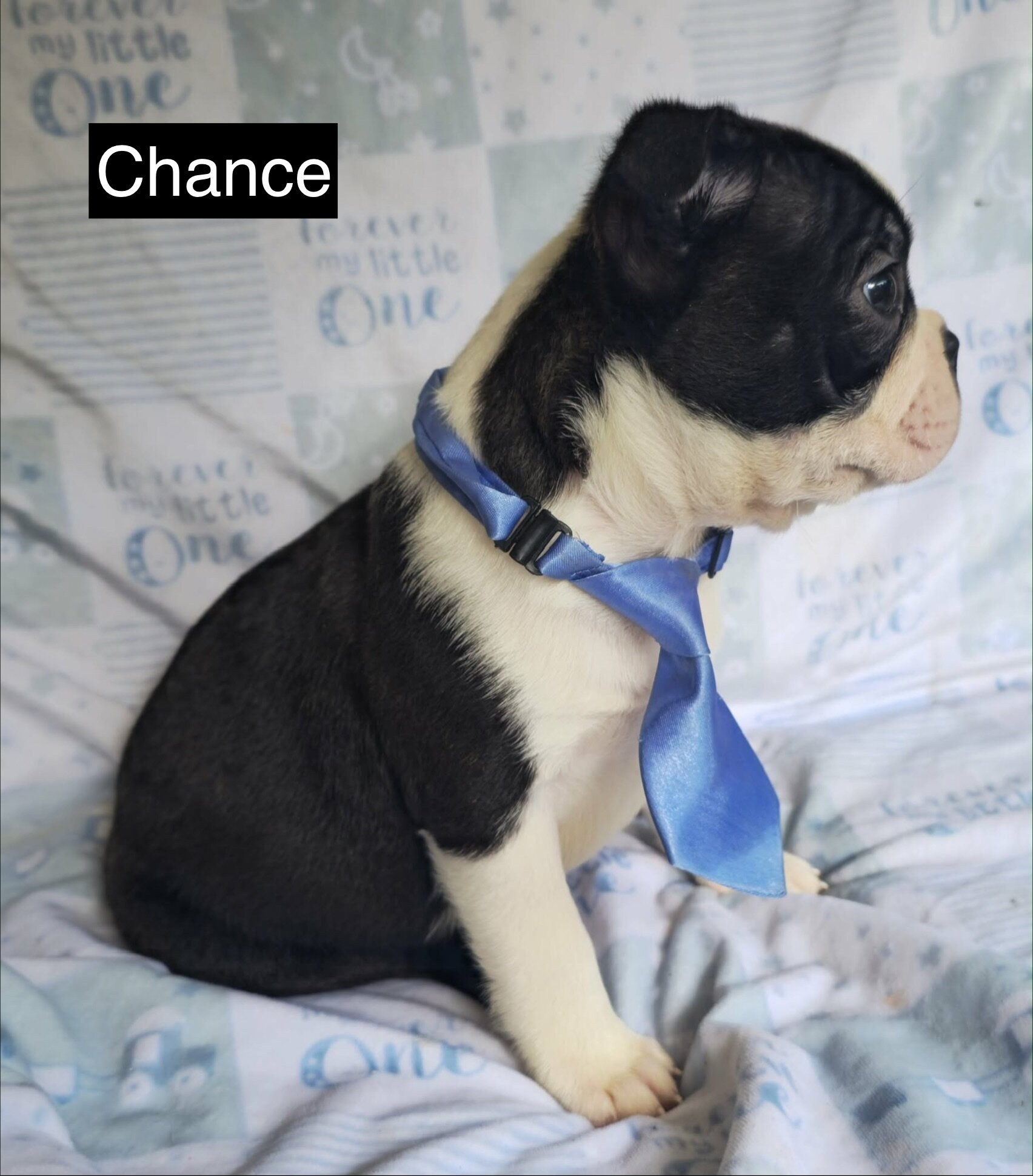 Chance image 2